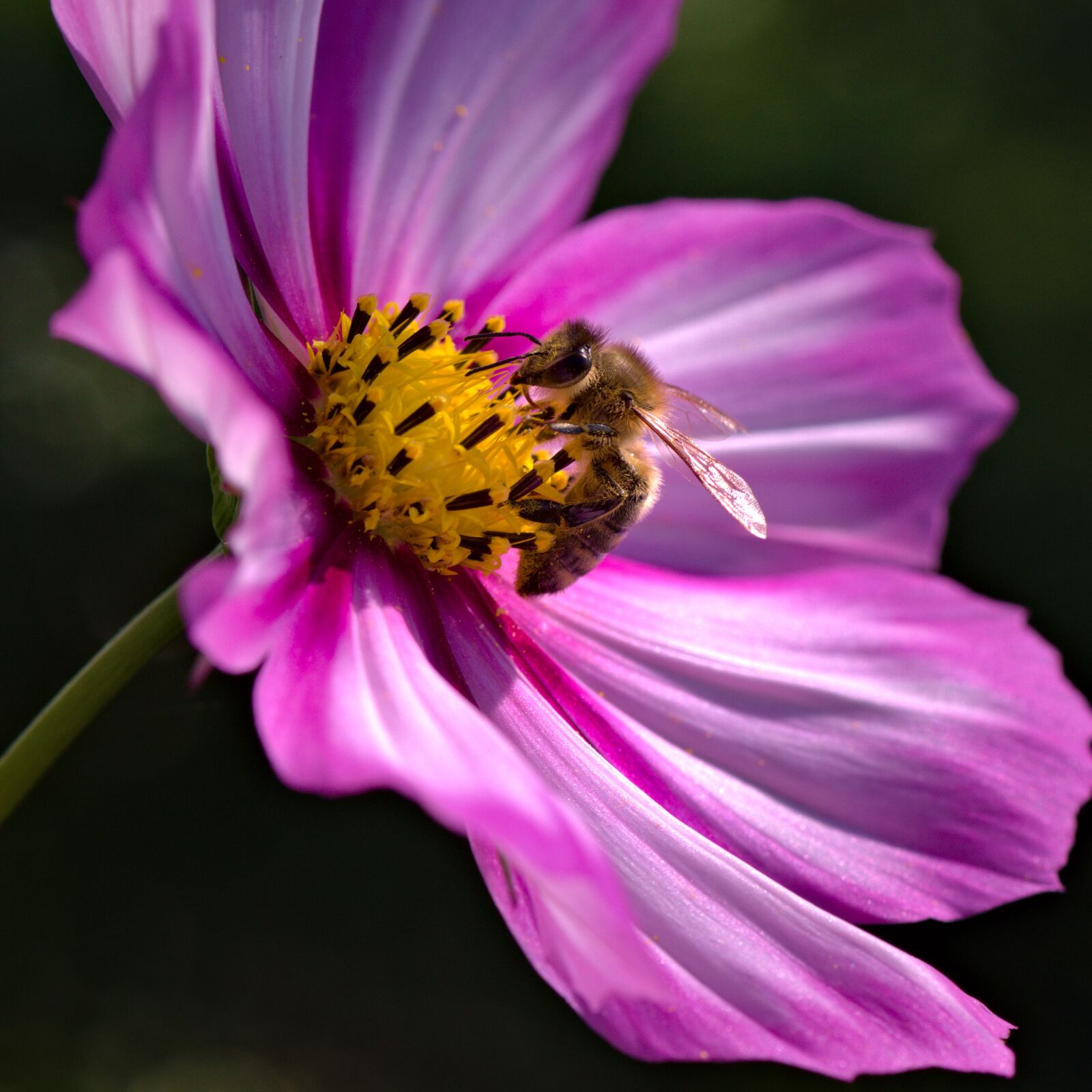 Nikon D5500 sample photo. Nature, flower, bee photography
