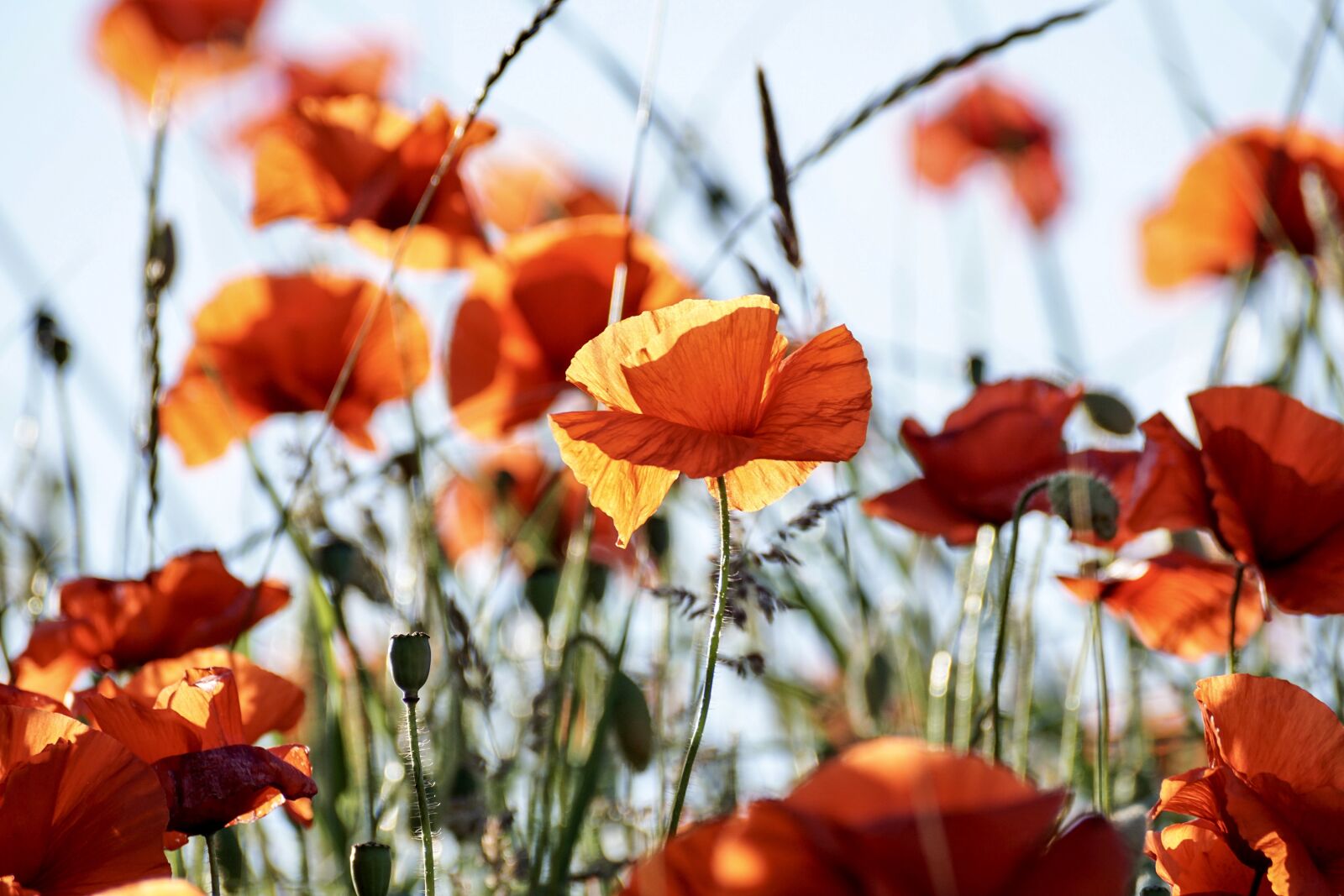 Sony DT 55-300mm F4.5-5.6 SAM sample photo. Poppy, flowers, red photography