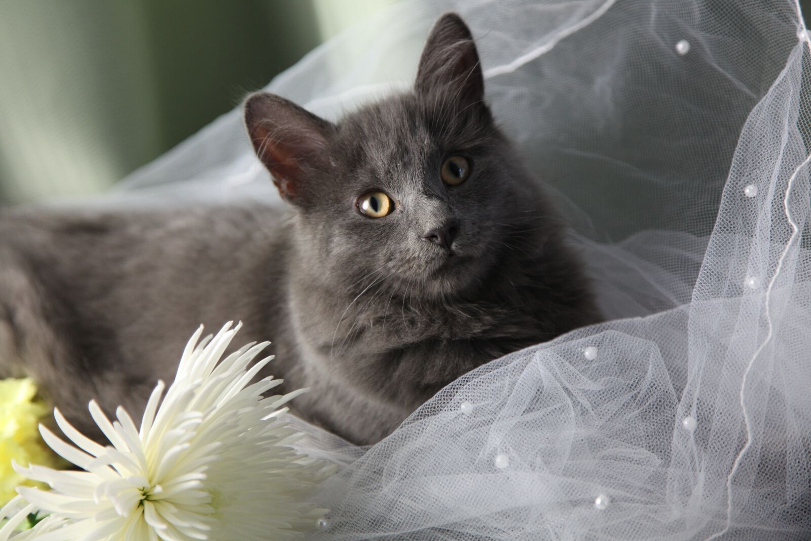 Canon EOS 5D Mark II sample photo. Maine coon cat, wedding photography