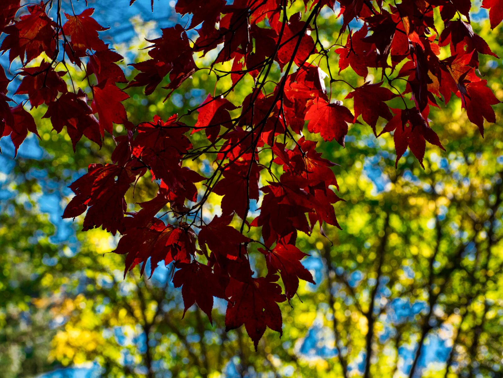 Nikon D750 sample photo. Leaf, fall, season photography