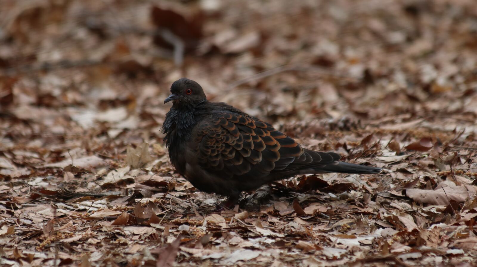 Canon EOS 750D (EOS Rebel T6i / EOS Kiss X8i) sample photo. Nature, new, wildlife photography
