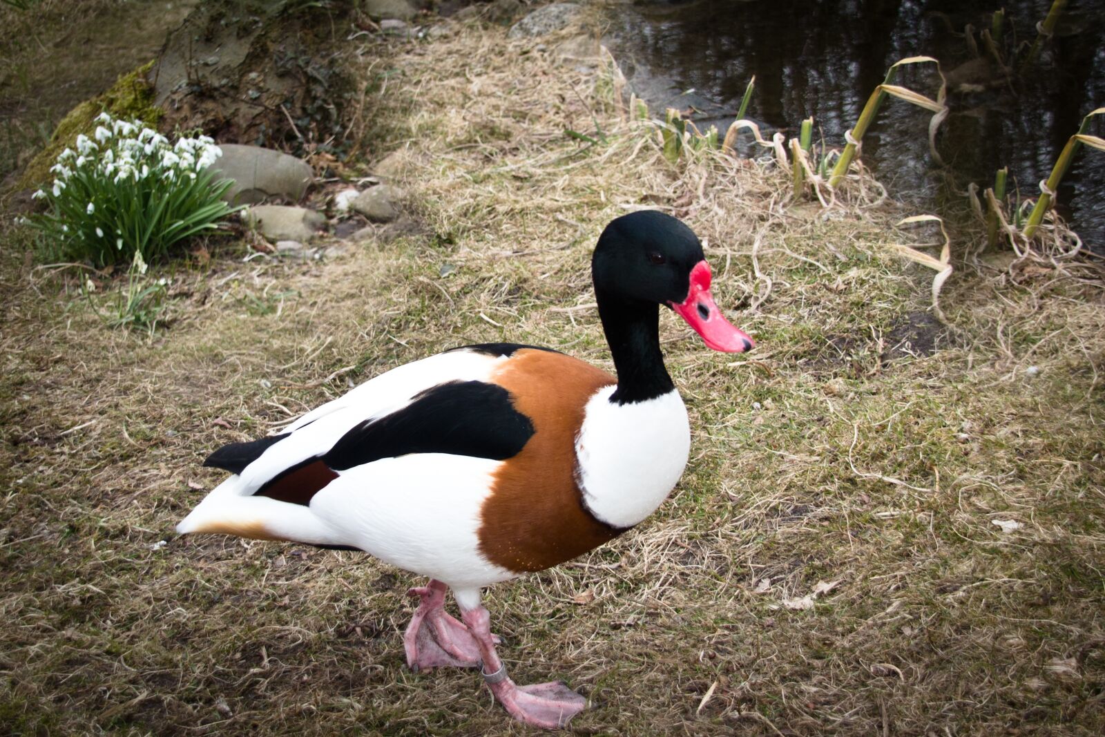 Canon EOS 600D (Rebel EOS T3i / EOS Kiss X5) sample photo. Duck, animal, water bird photography