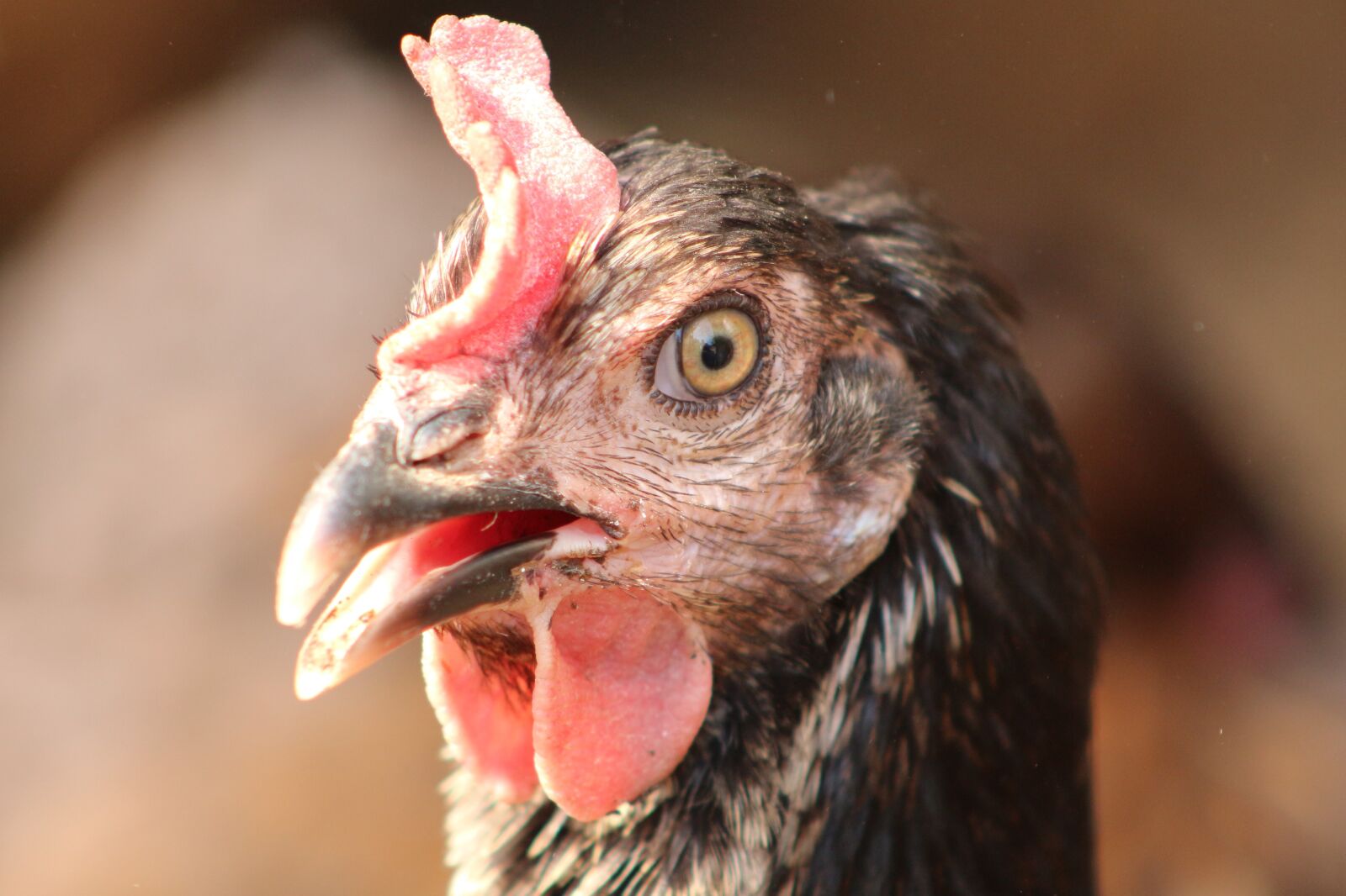 Canon EOS 700D (EOS Rebel T5i / EOS Kiss X7i) sample photo. Chicken, hen, close photography
