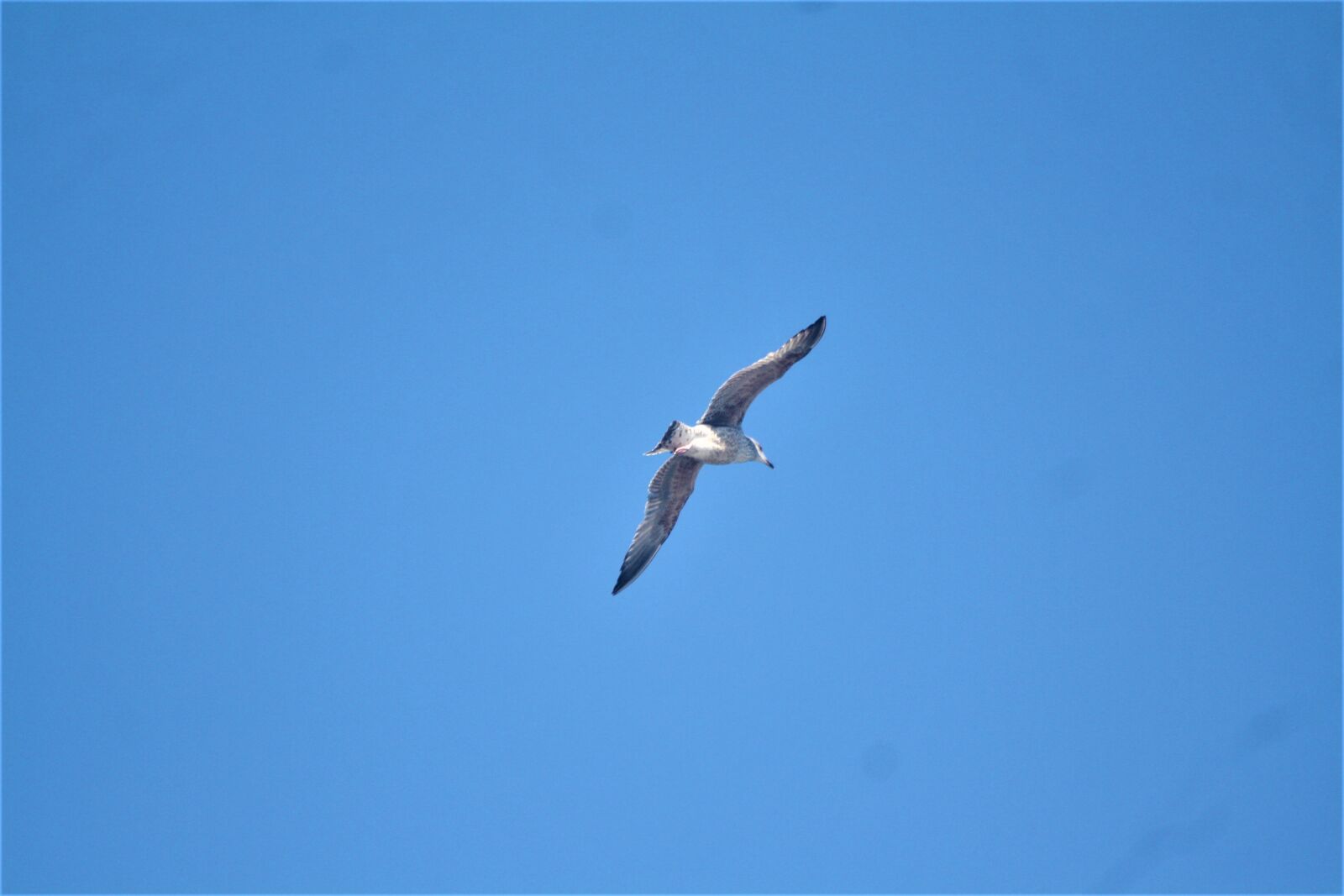Canon EOS 1000D (EOS Digital Rebel XS / EOS Kiss F) sample photo. Gull, sky, blue photography