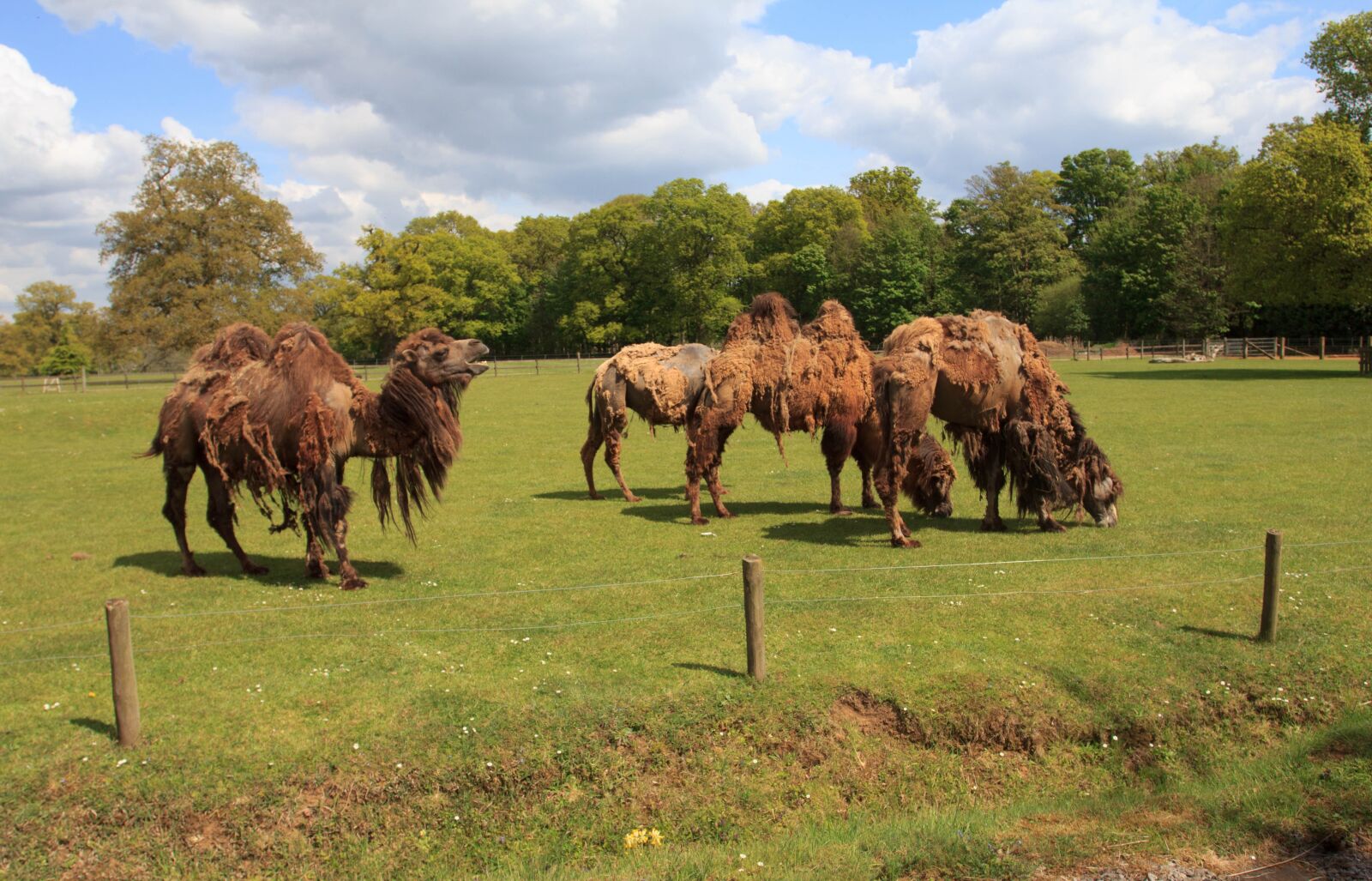 Canon EOS 60D + Canon EF 17-40mm F4L USM sample photo. Zoo park, animals, camels photography