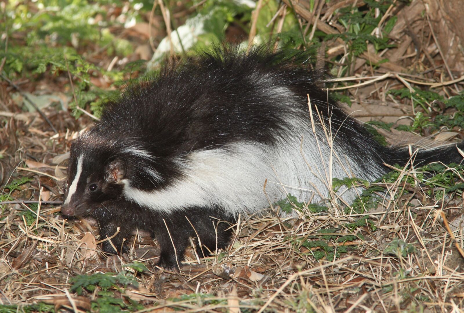 Canon EOS 500D (EOS Rebel T1i / EOS Kiss X3) sample photo. Hooded skunk, wildlife, portrait photography