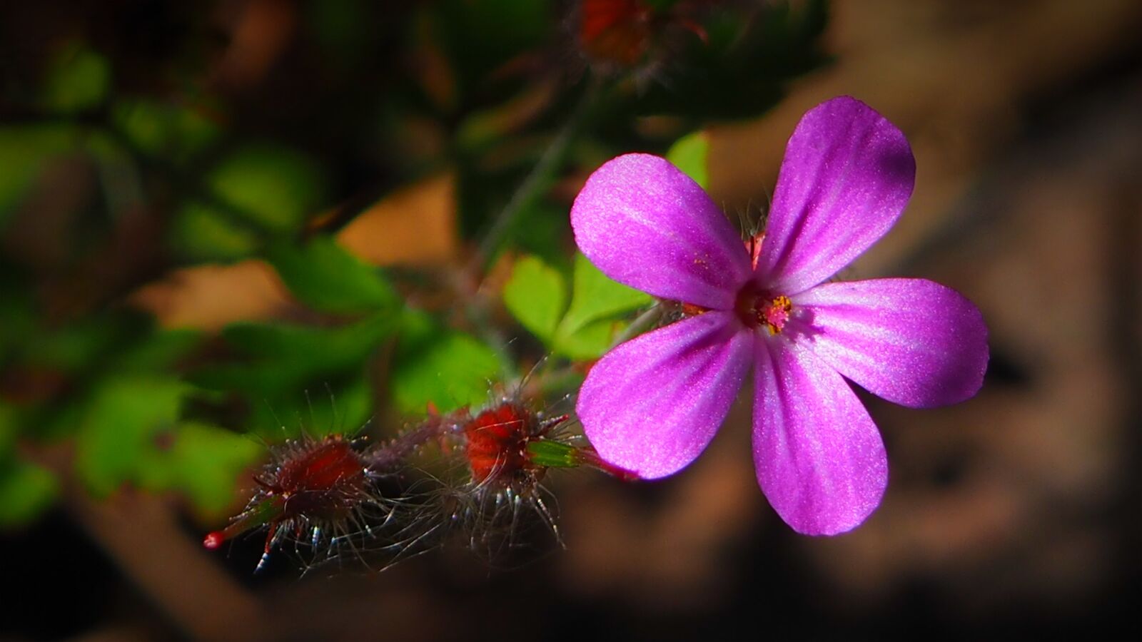 Olympus OM-D E-M10 sample photo. Blossom, bloom, plant photography
