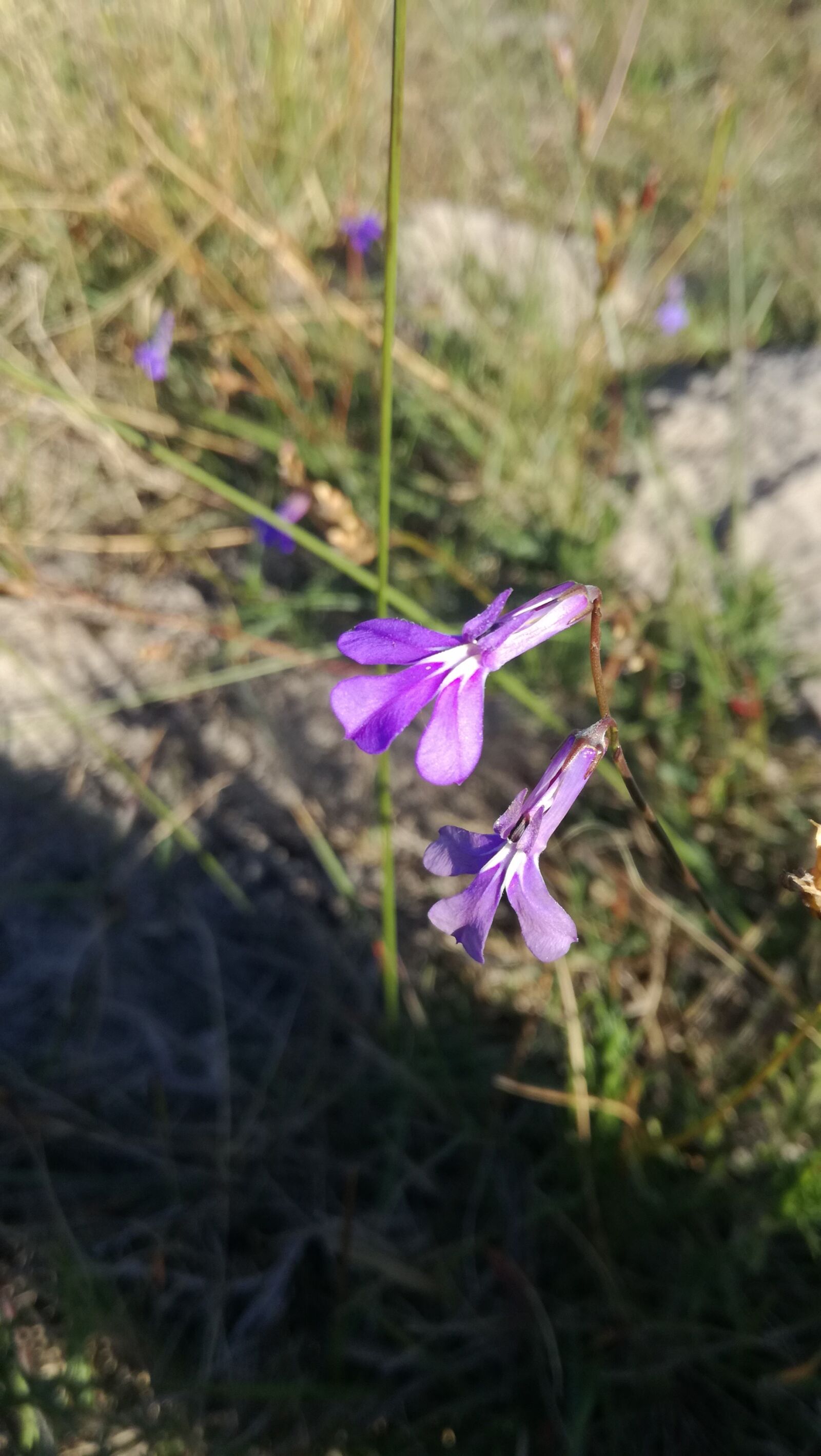 HUAWEI P9 LITE sample photo. Wildflower, outdoor, nature photography