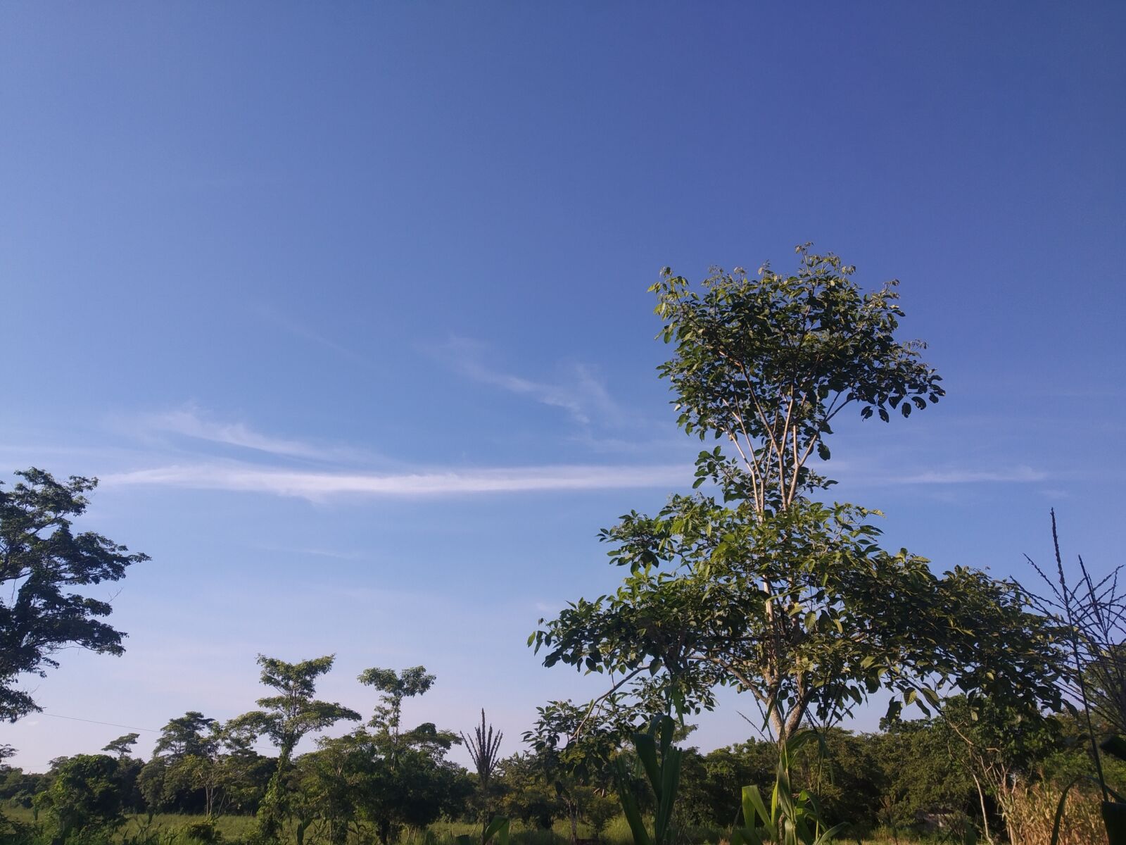 Xiaomi Redmi S2 sample photo. Paisaje, cielo azul, árboles photography