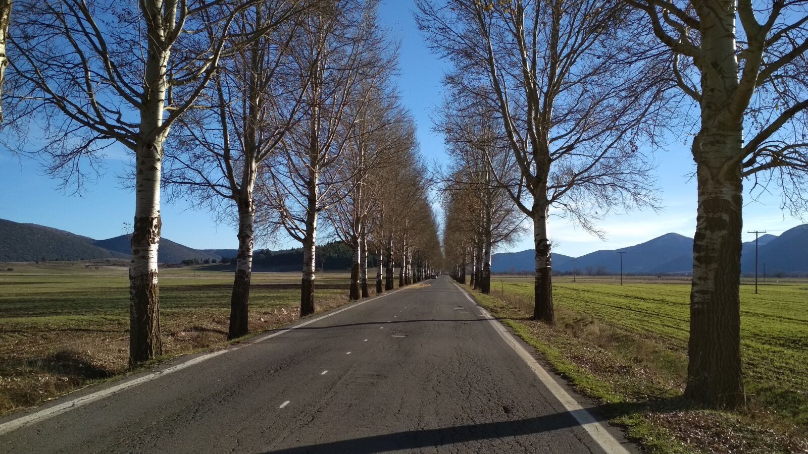 Xiaomi Redmi 4X sample photo. Trees, poplars, winter photography