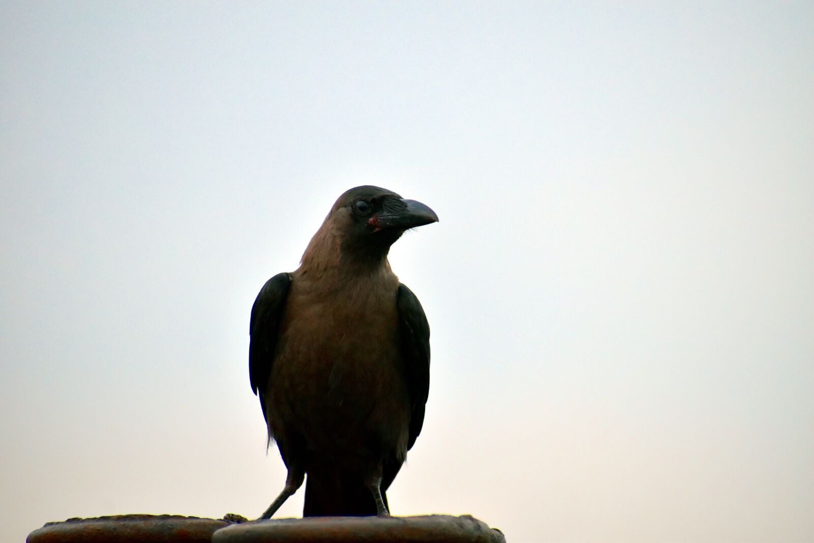 Nikon D5600 sample photo. House crow, corvus, bird photography