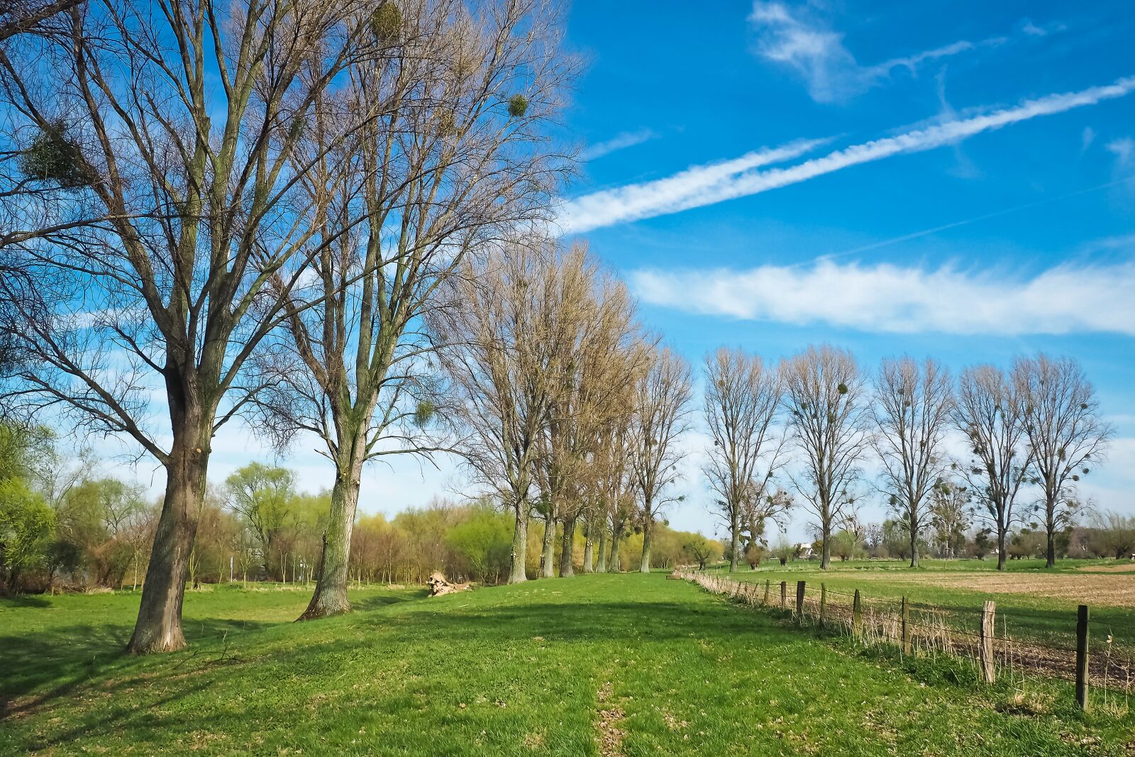 Olympus OM-D E-M10 sample photo. Landscape, meadowlands, trees photography