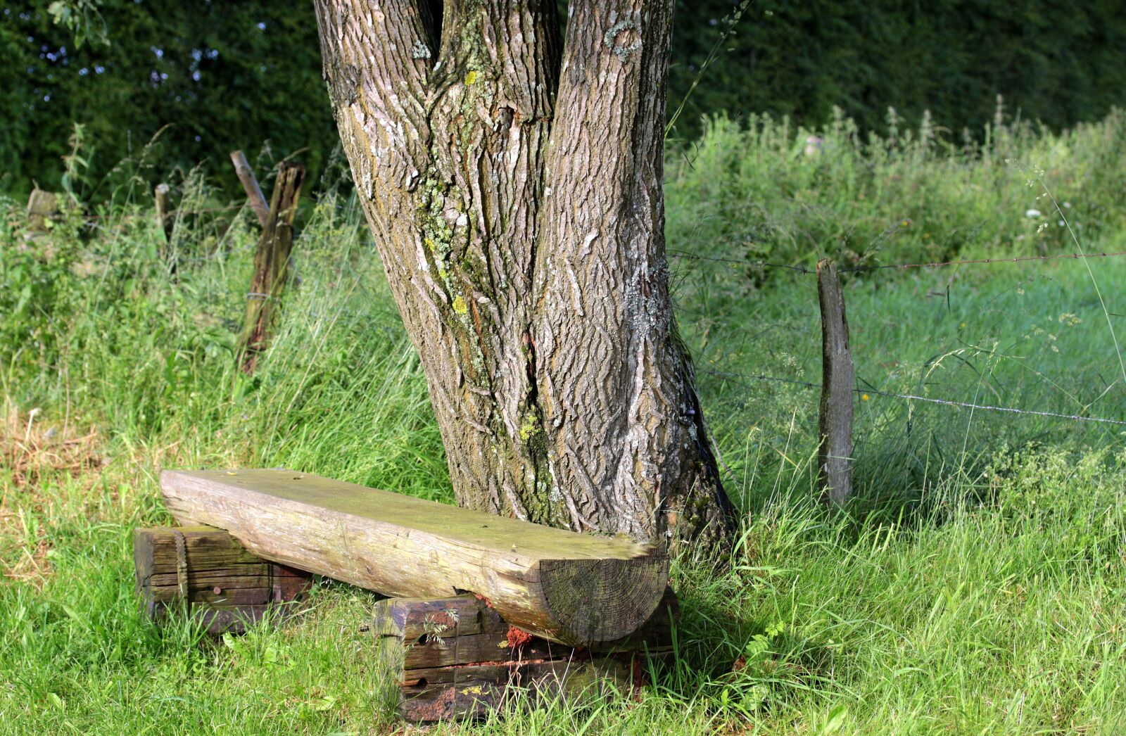 Canon EOS 650D (EOS Rebel T4i / EOS Kiss X6i) sample photo. Bank, wooden bench, bench photography