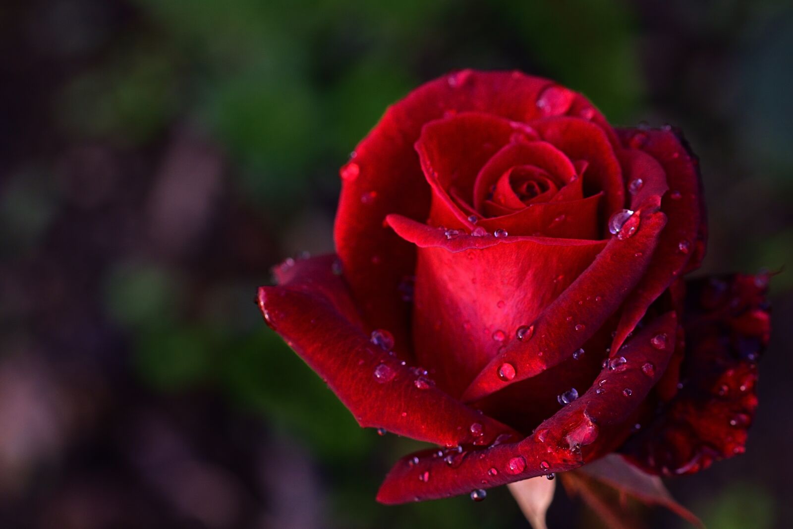 Nikon D5200 sample photo. Rose, nature, blossom photography