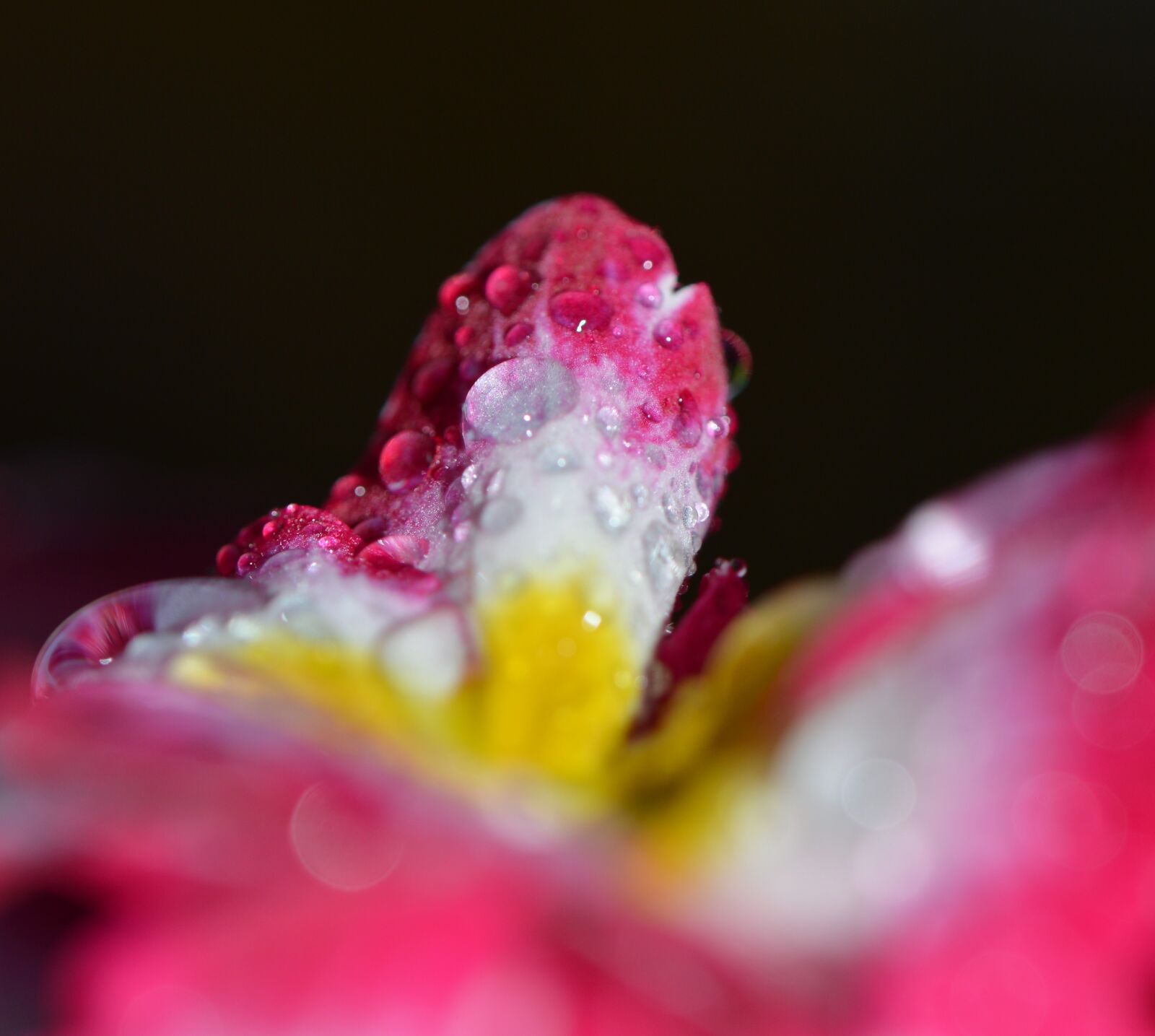Nikon D3200 sample photo. April, wet, flowers photography
