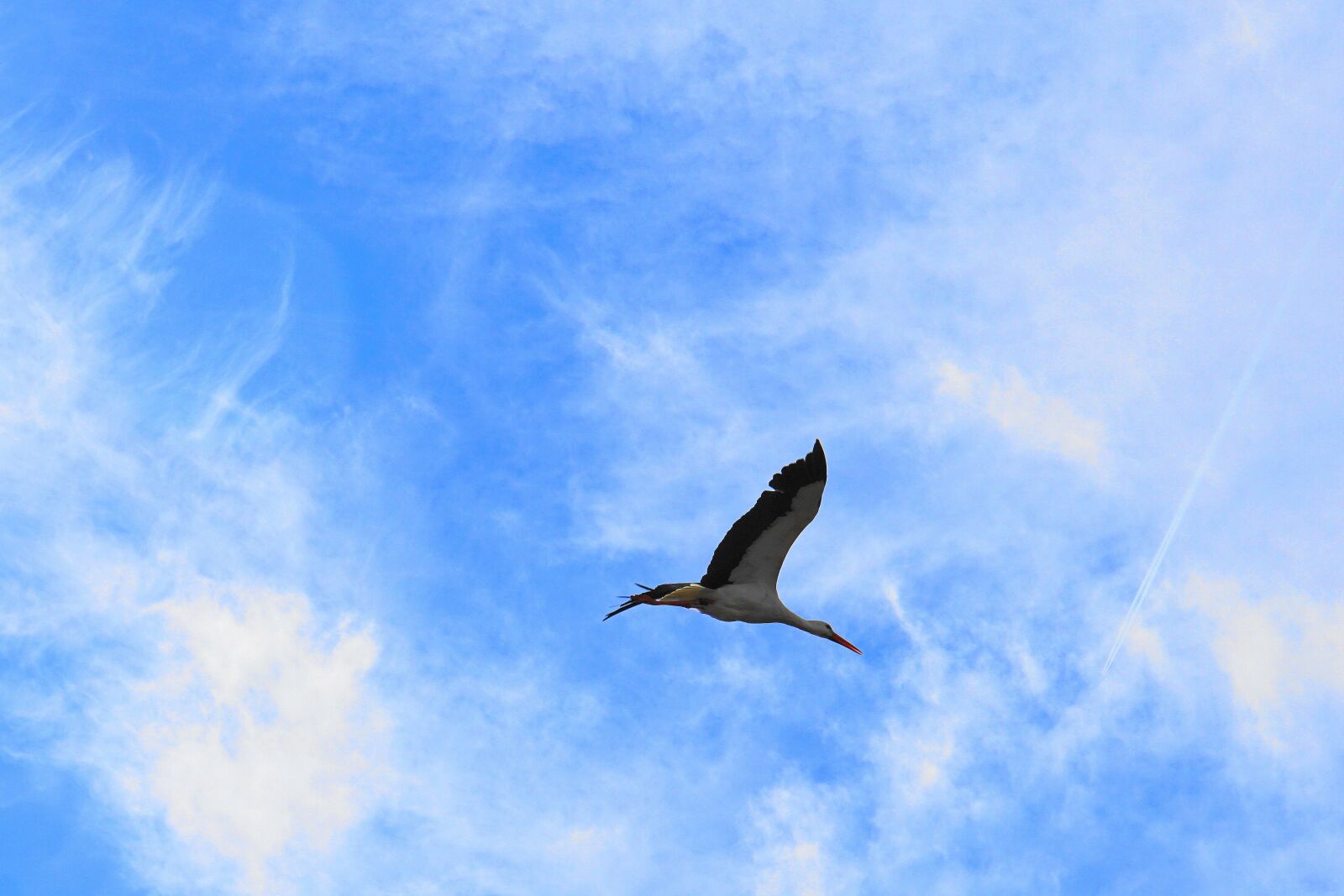 Sony a6000 sample photo. Stork, bird, flying photography