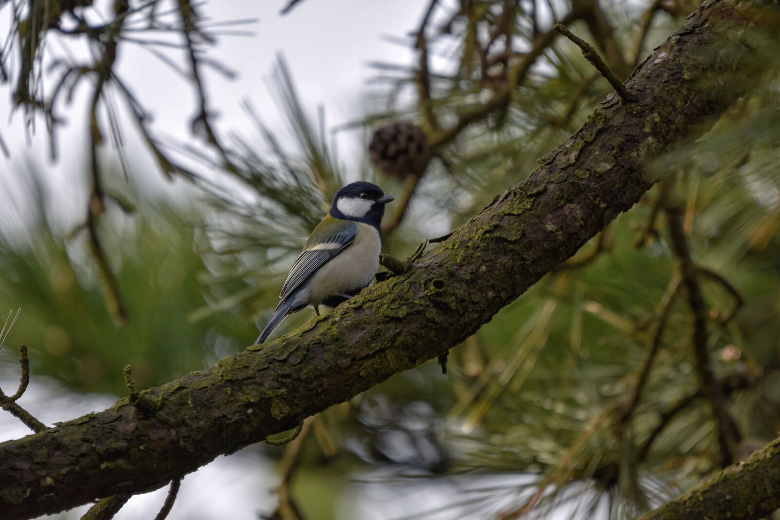 Nikon D7200 sample photo. Animal, forest, wood photography