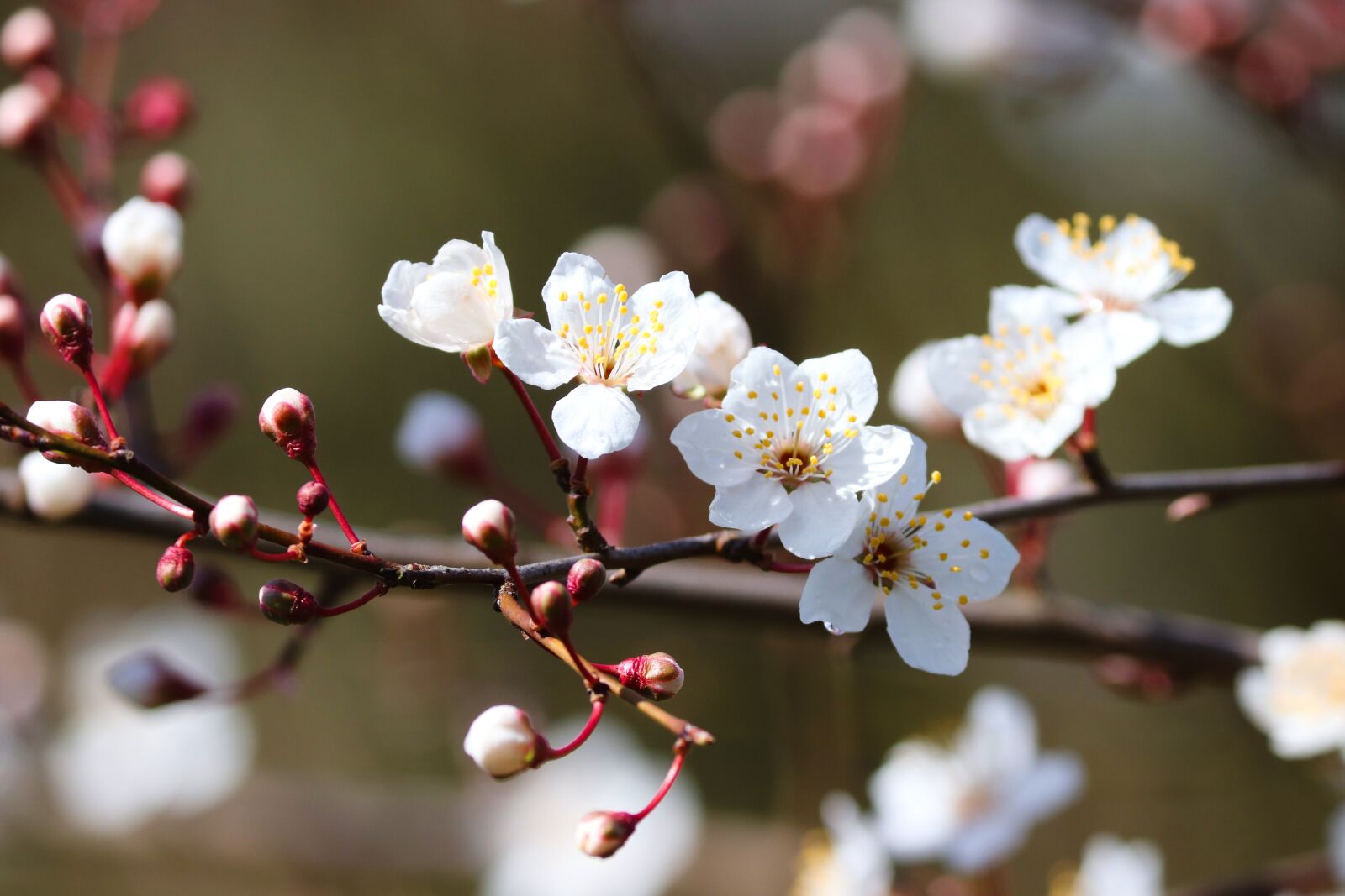 Canon EOS 200D (EOS Rebel SL2 / EOS Kiss X9) sample photo. Ornamental cherry, blossom, bloom photography