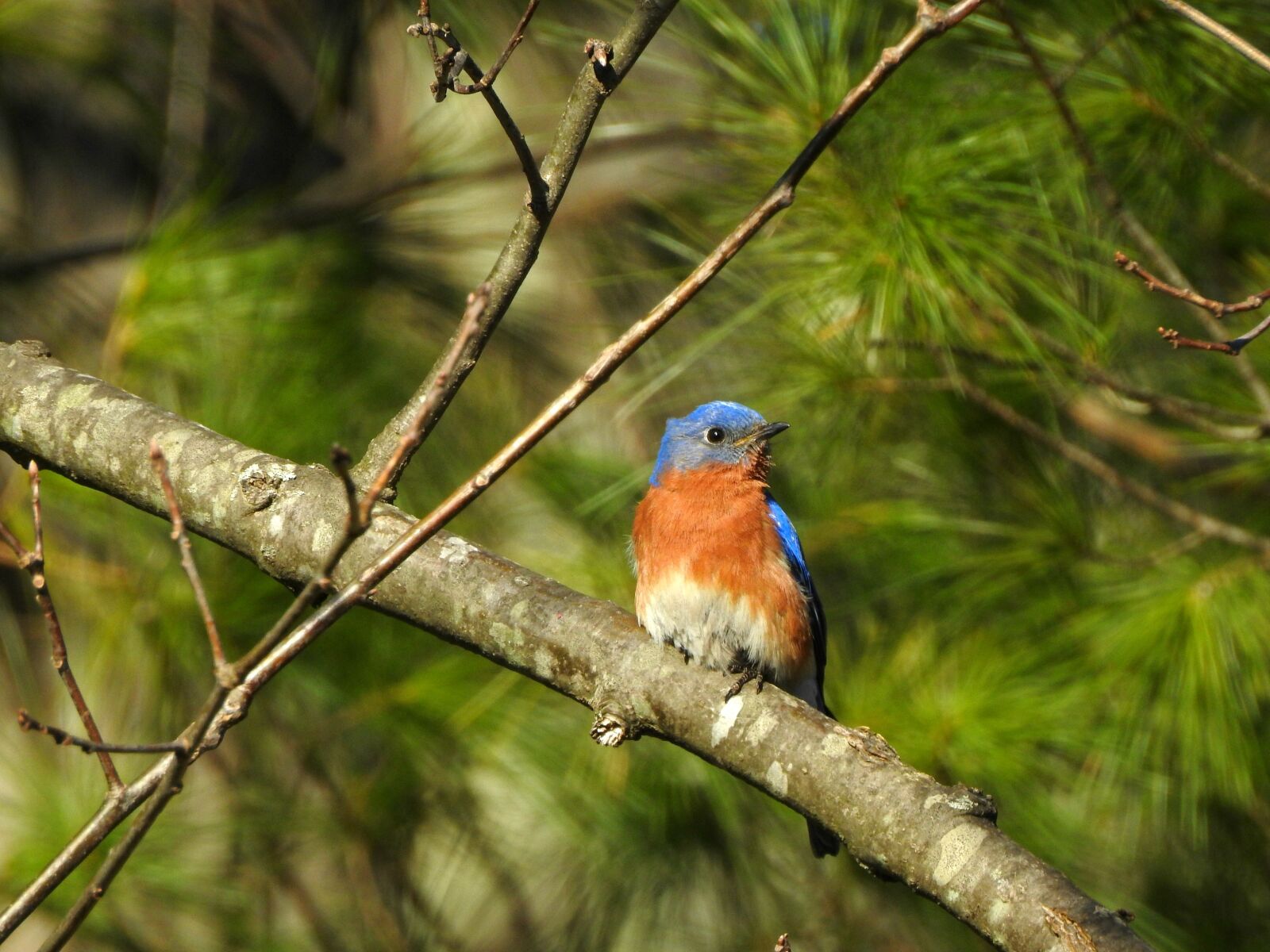 Nikon Coolpix P900 sample photo. Bluebird, blue, bird photography