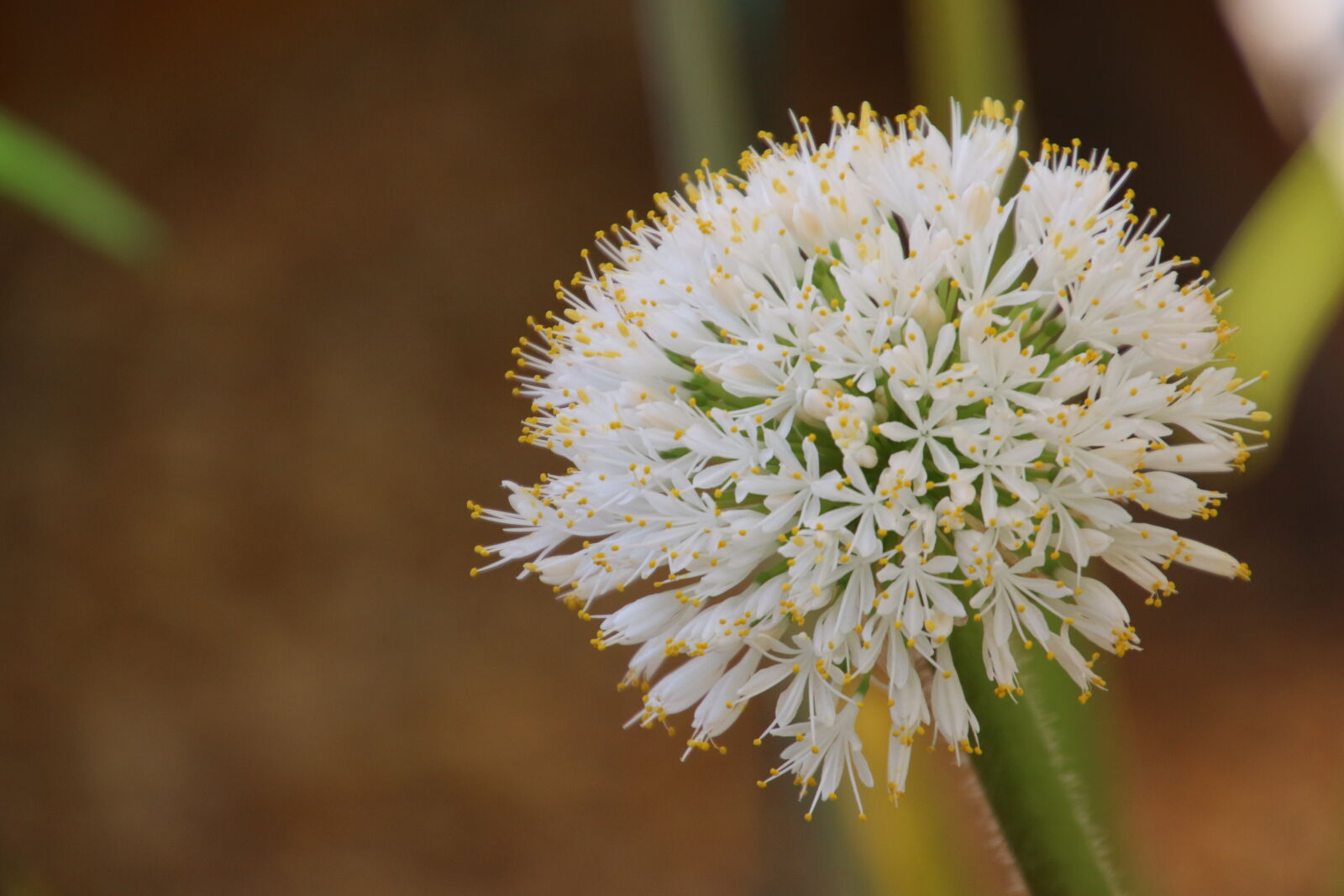 Canon EOS 7D Mark II sample photo. Garden, white, flower photography