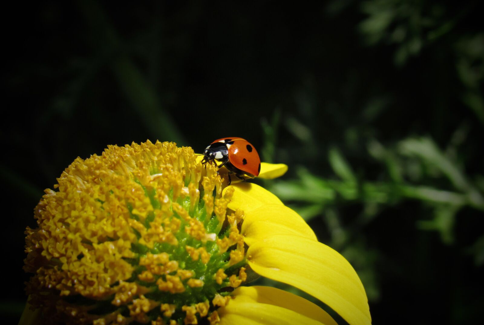 Canon PowerShot SX530 HS sample photo. Ladybug, bug, beetle photography