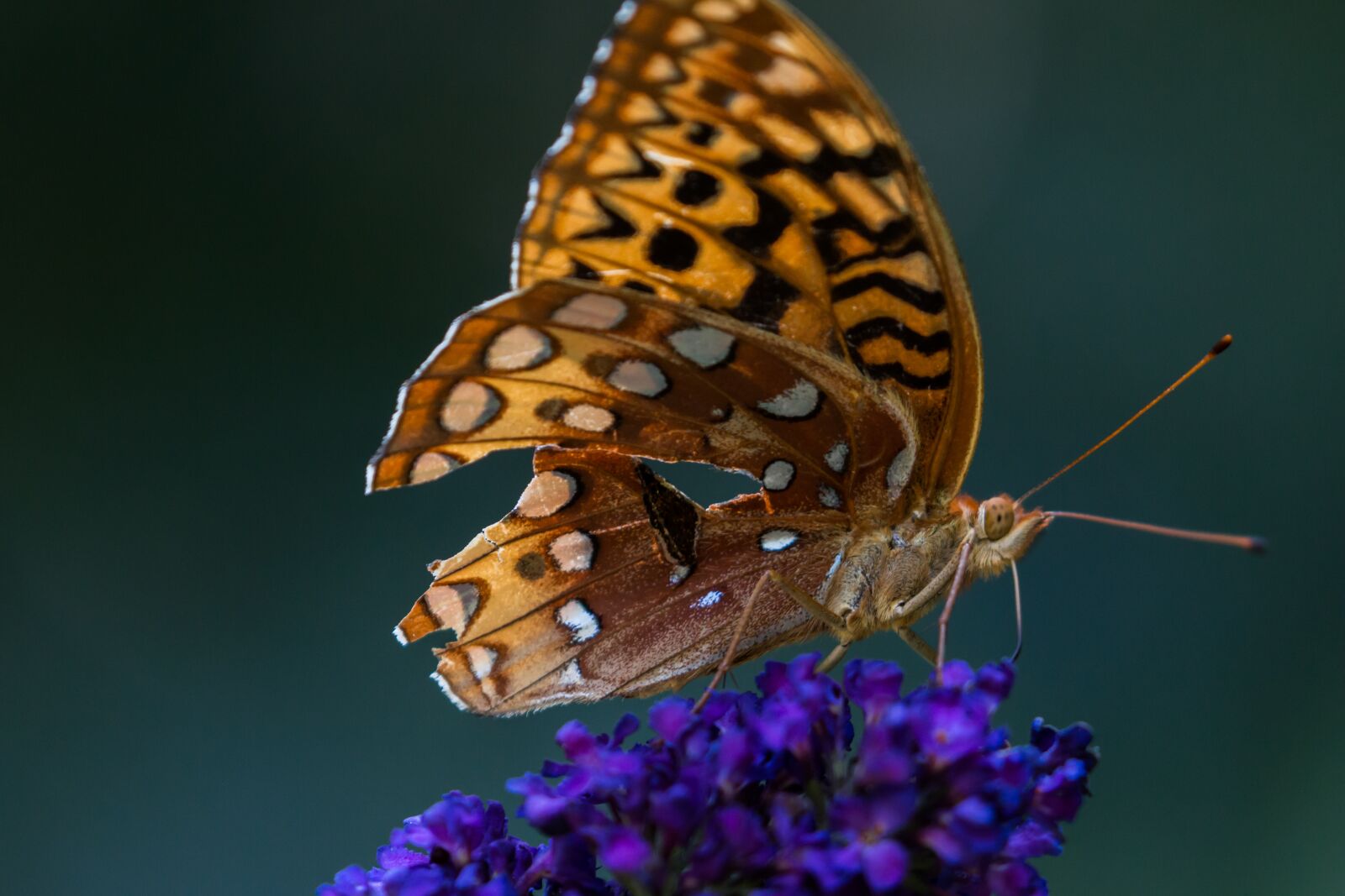 Canon EOS 70D + Canon EF 100-400mm F4.5-5.6L IS II USM sample photo. Nature, insect, butterfly photography
