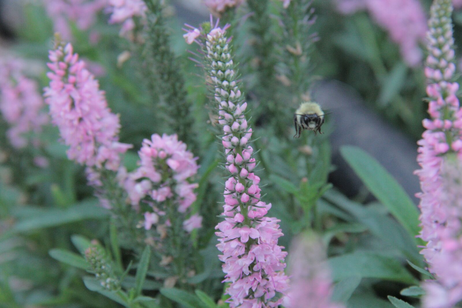 Canon EF-S 18-200mm F3.5-5.6 IS sample photo. Flower, flora, nature photography