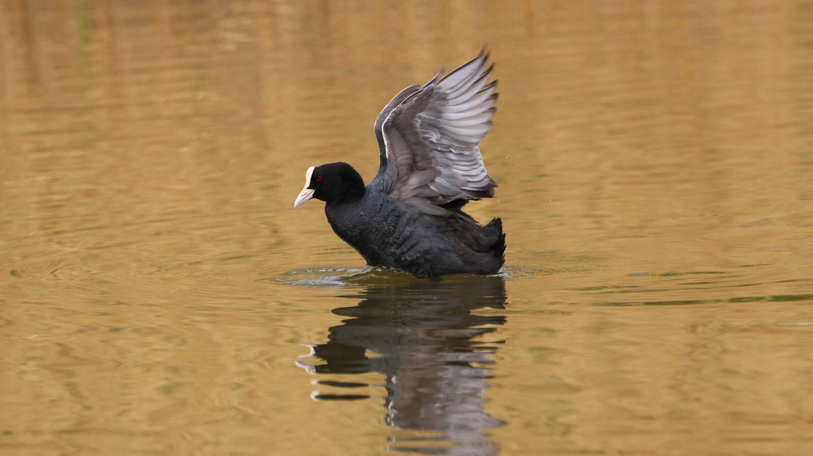 150-600mm F5-6.3 DG OS HSM | Contemporary 015 sample photo. Coot, lake, fulica atra photography