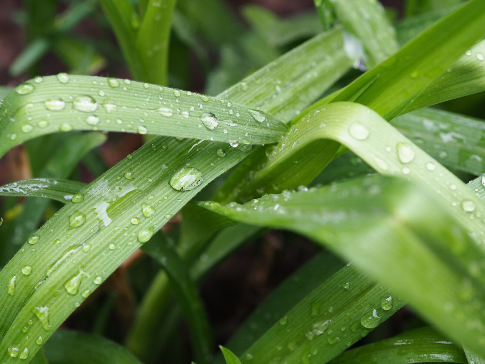 Olympus PEN E-PL7 sample photo. Drop of water, reflection photography