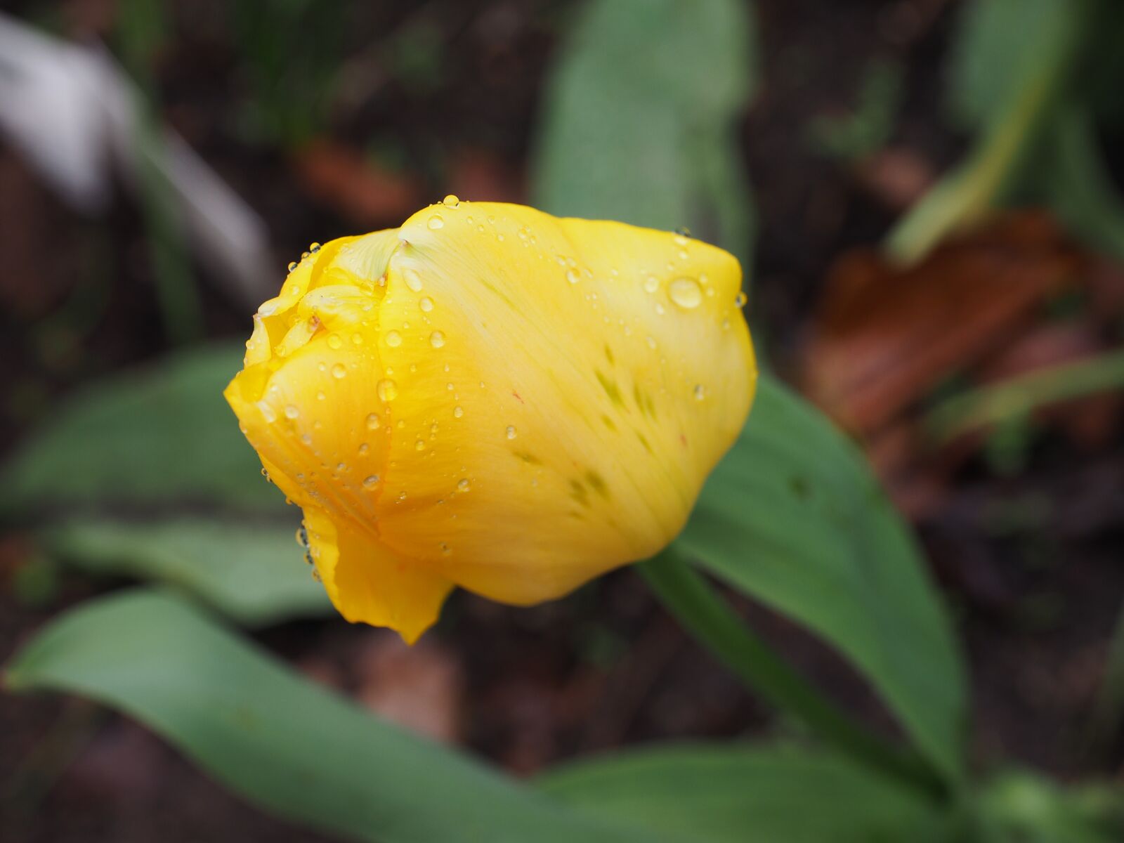 Olympus OM-D E-M1 + Olympus M.Zuiko Digital ED 12-40mm F2.8 Pro sample photo. Flower, tulip, spring photography