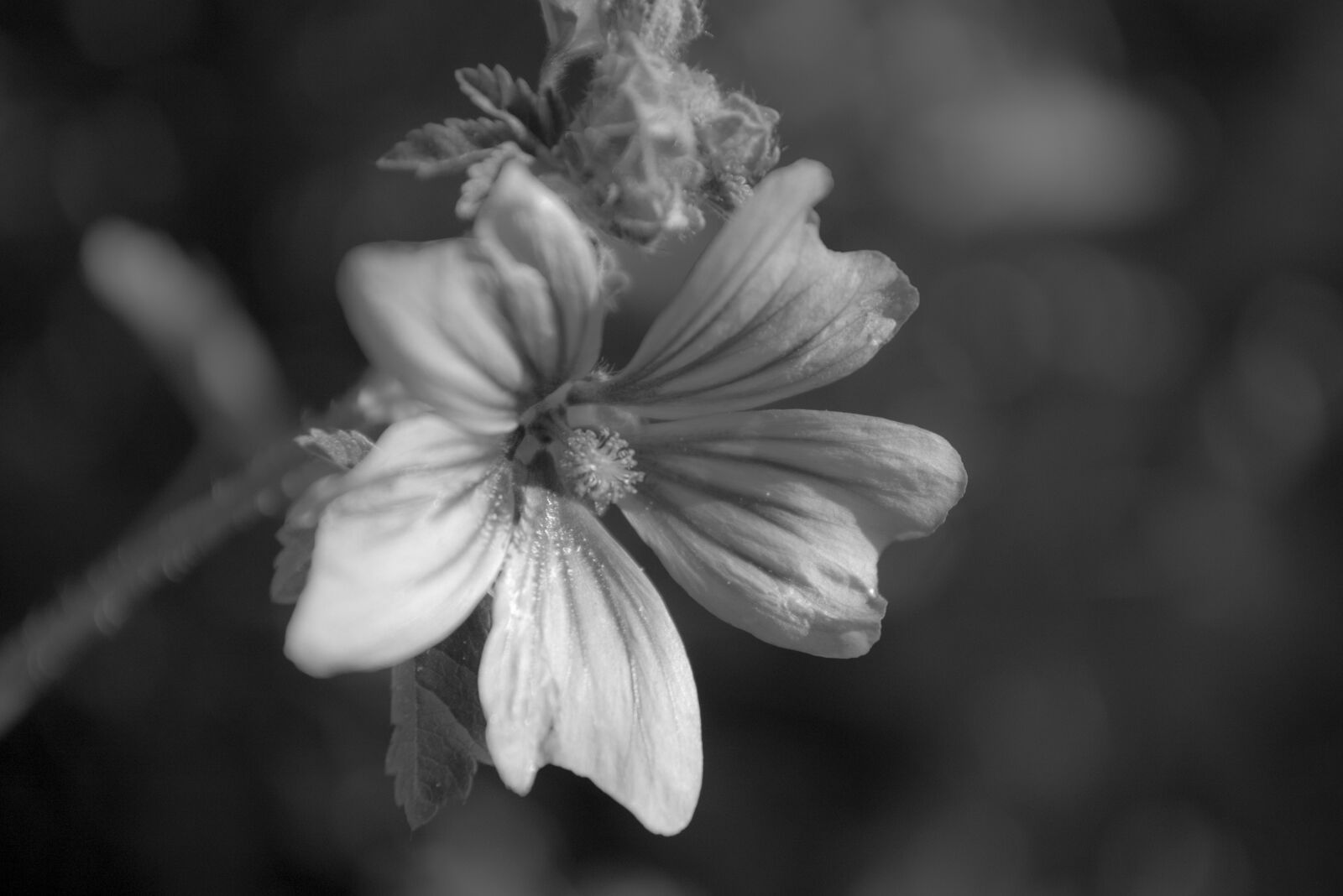 Pentax *ist DS sample photo
