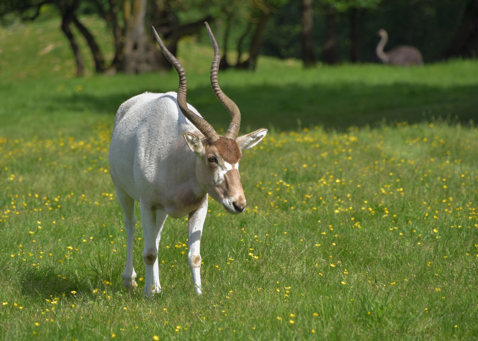 Nikon D500 sample photo. Antelope, addax, horn photography