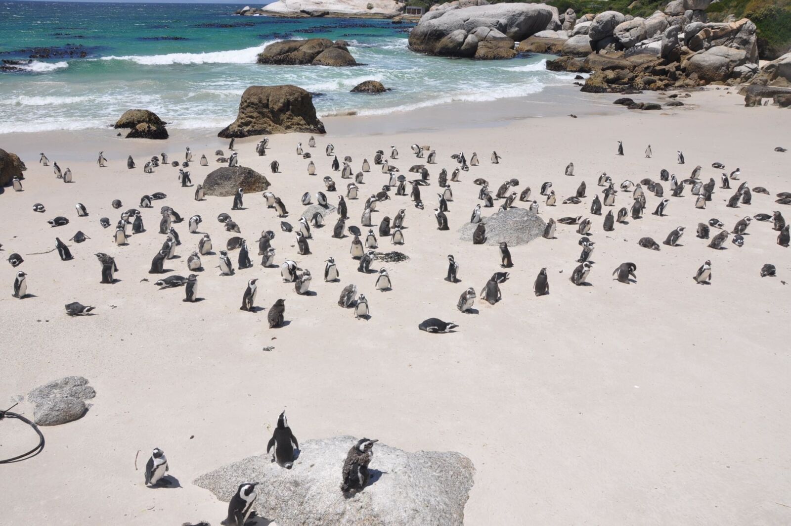Nikon D90 sample photo. Penguins, penguins island, nature photography