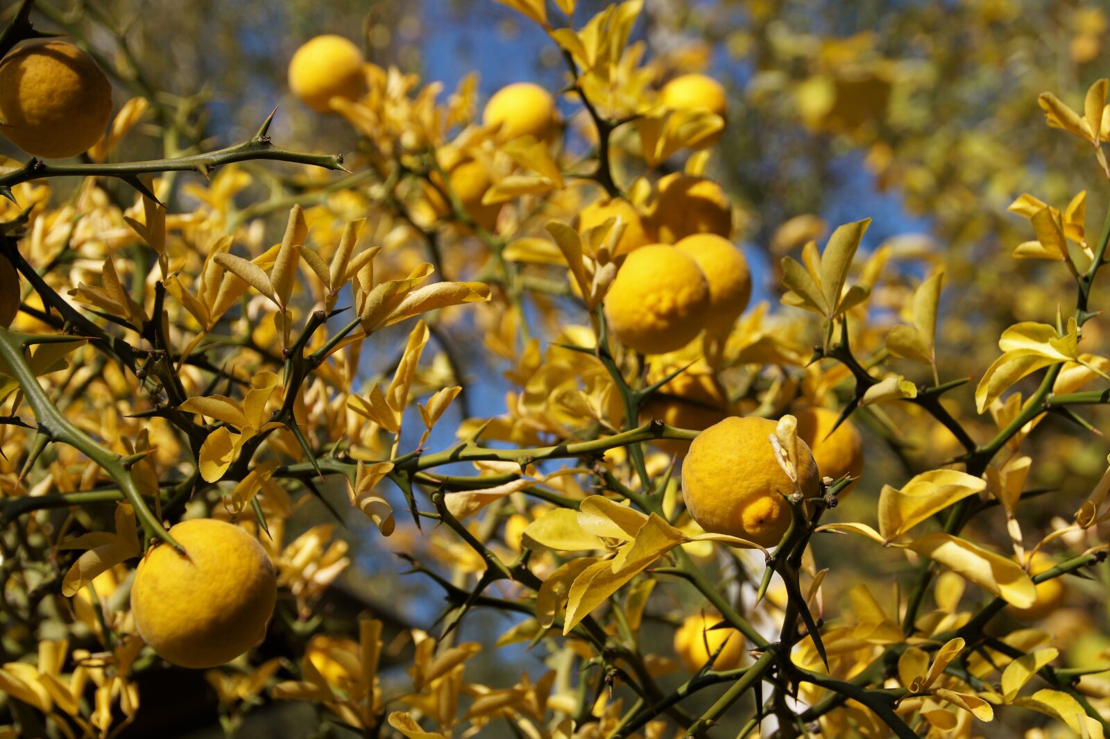 Sony SLT-A58 sample photo. Lemon tree, citrusovn k photography