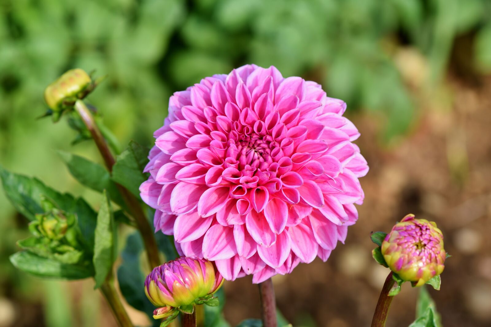 Nikon D7200 sample photo. Dahlia, dahlias bud, flower photography