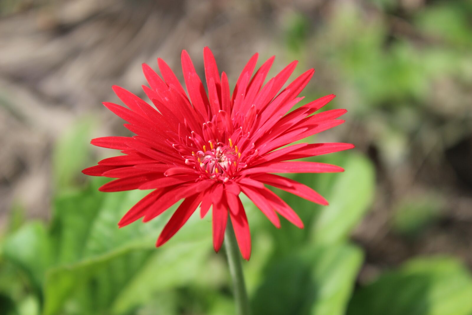 Canon EOS 600D (Rebel EOS T3i / EOS Kiss X5) sample photo. Flowers, red, summer photography