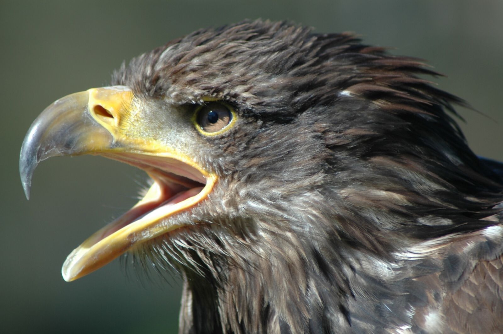 Nikon D70s sample photo. Eagle 2, raptor, screaming photography