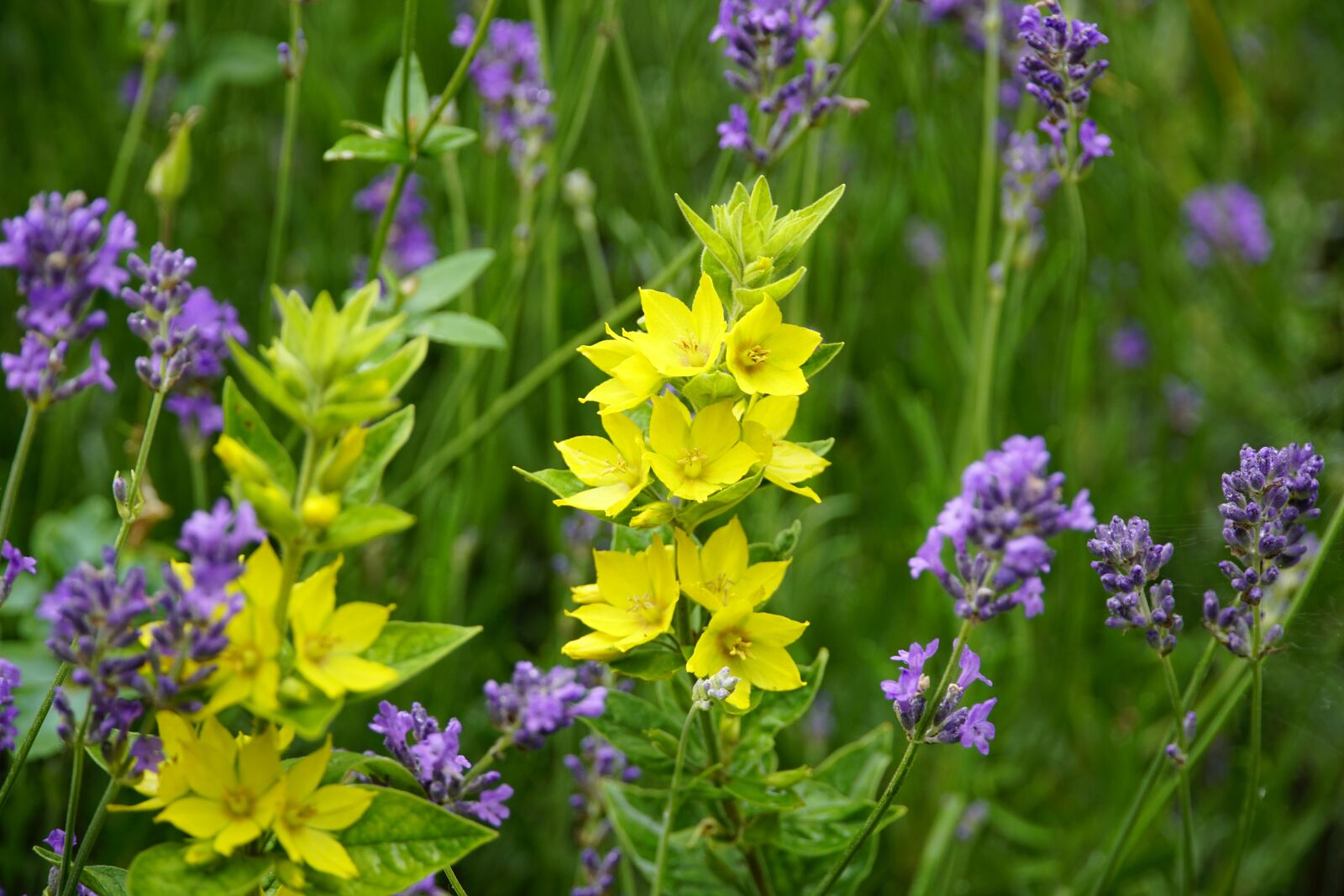 Sony a7R II + Sony E PZ 18-105mm F4 G OSS sample photo. Lysimachia, loosestrife, plant photography