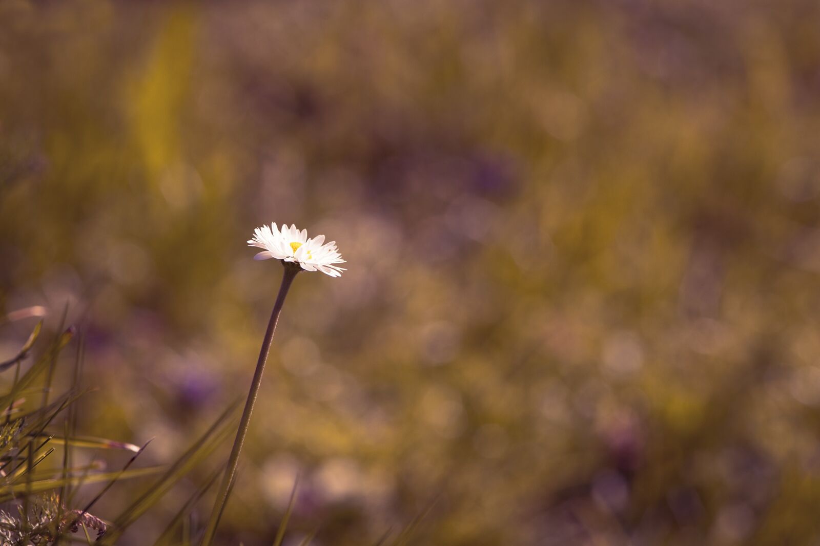Nikon D7100 sample photo. Daisy, flower, pointed flower photography
