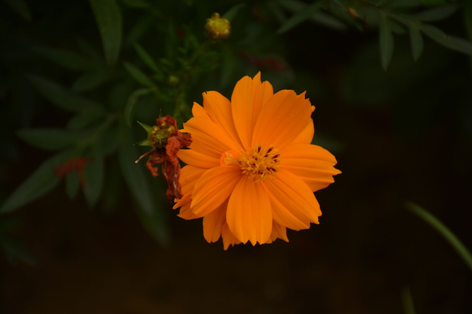 Nikon D5200 sample photo. Flower, nature, petals photography