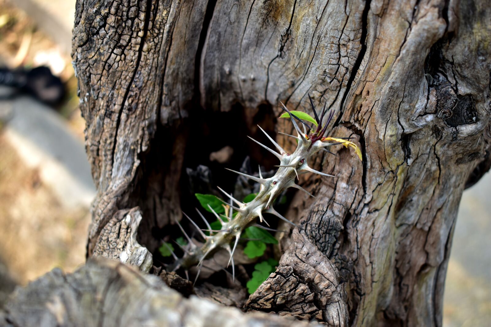 Nikon D5600 sample photo. Trunk, thorns, tree photography