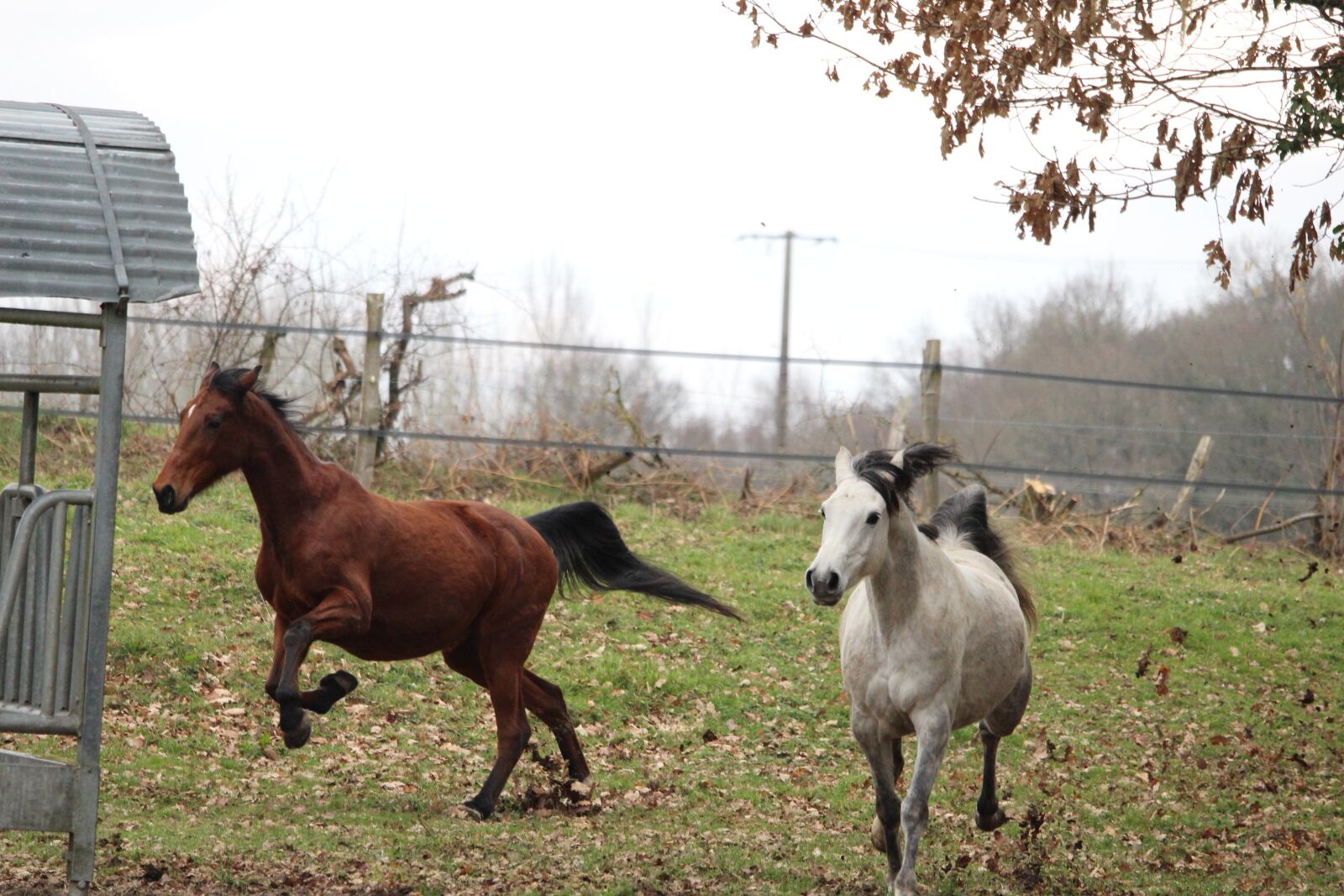 Canon EOS 1200D (EOS Rebel T5 / EOS Kiss X70 / EOS Hi) sample photo. Horse, horses, nature photography