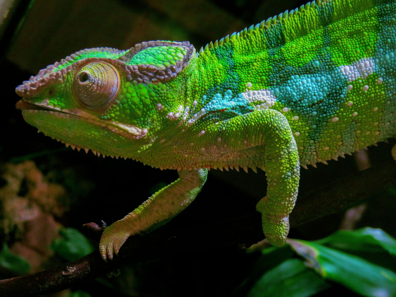 Canon PowerShot SX710 HS sample photo. Animal, chameleon, exotic photography