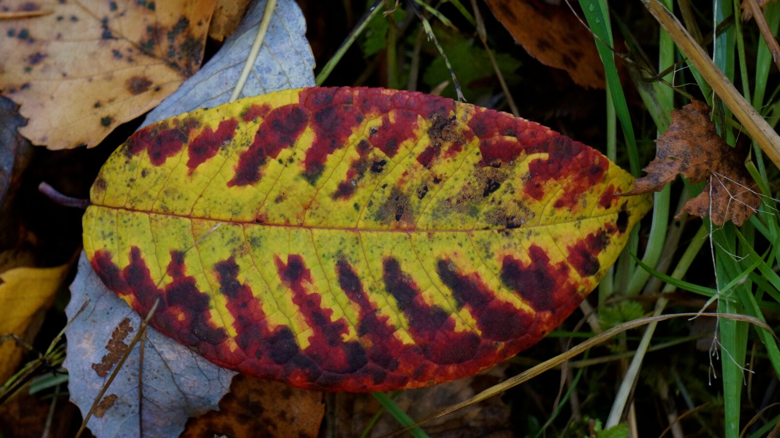 Sony Alpha NEX-7 sample photo. Autumn leaf, colorful, dropped photography