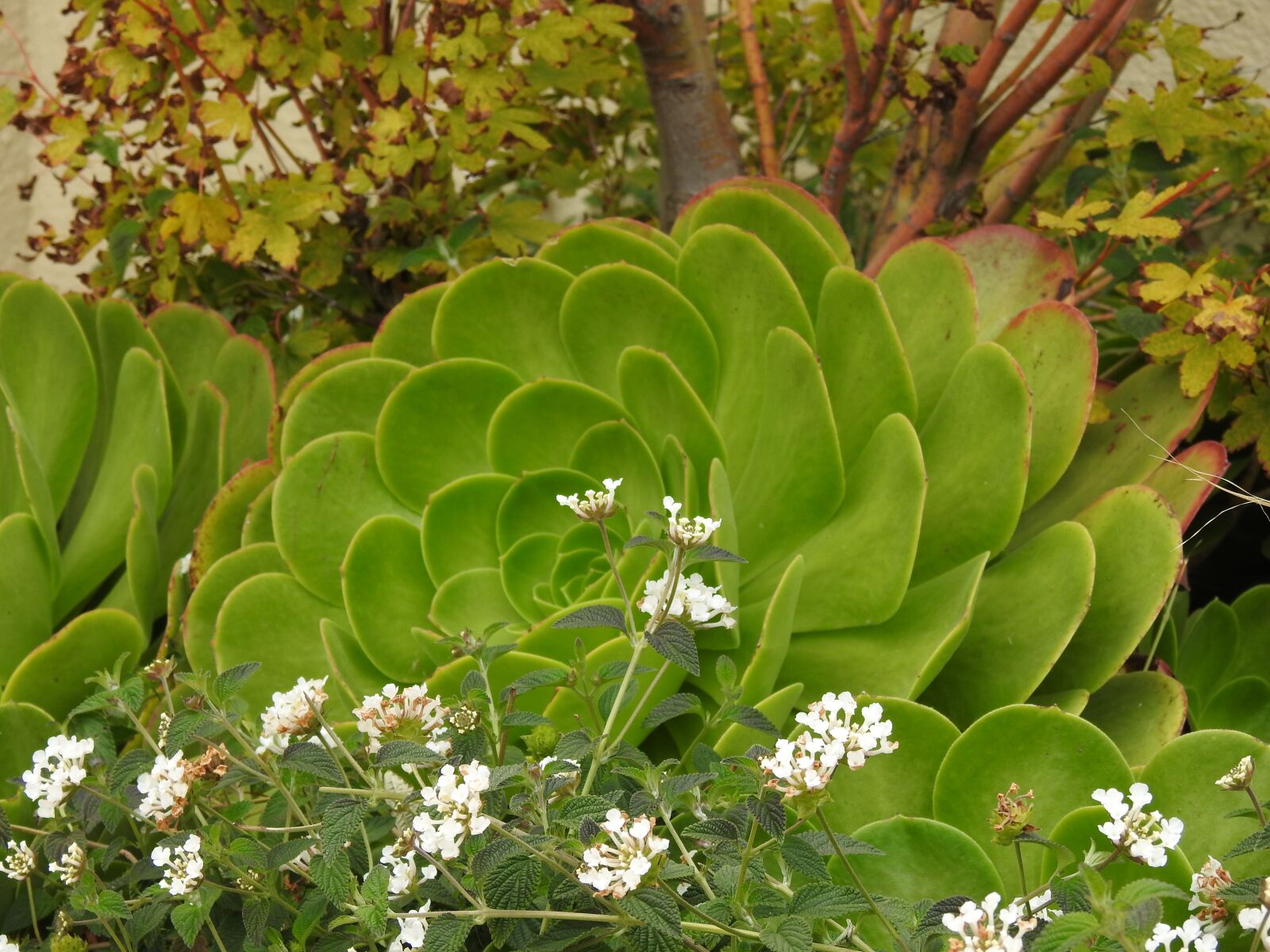 Nikon Coolpix P900 sample photo. Hawaii, nature, flowers photography