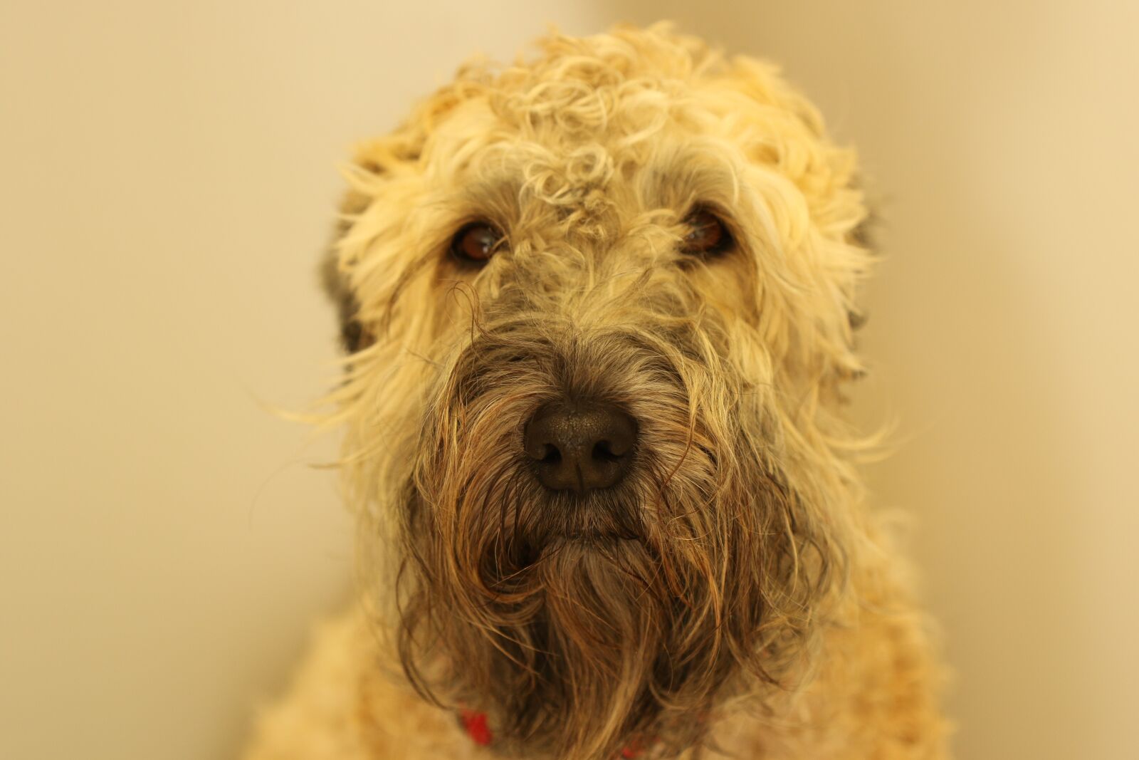 Canon EOS 7D Mark II sample photo. Dog, terrier, portrait photography