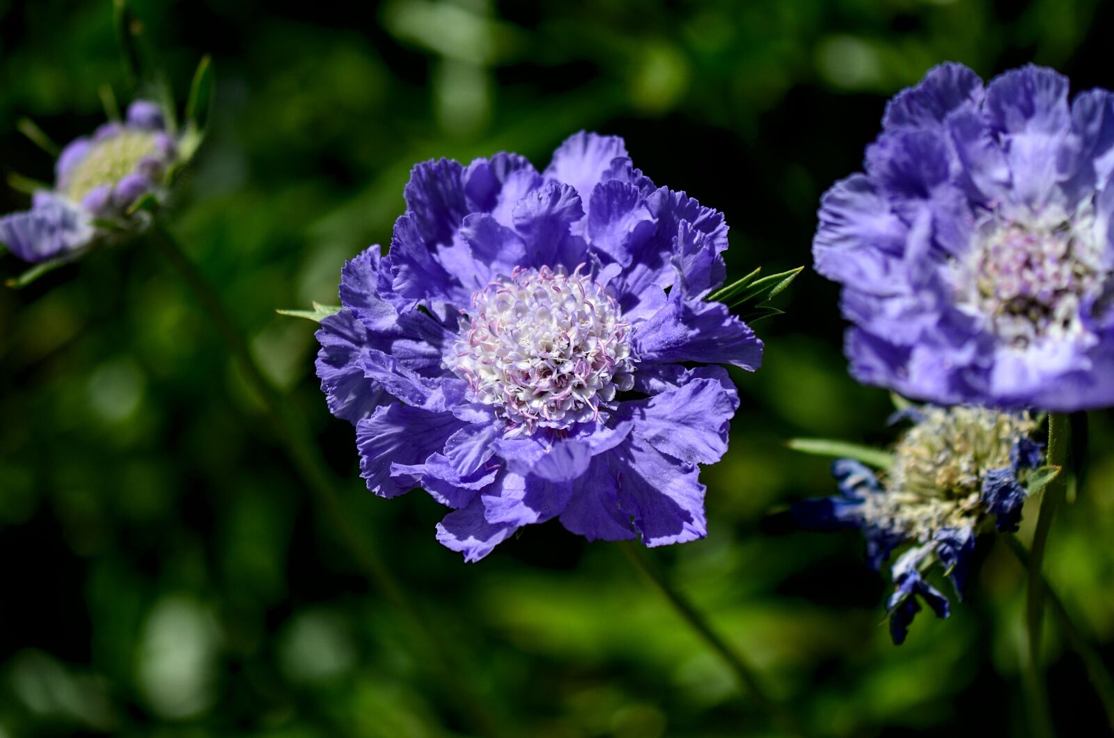 Nikon D7000 sample photo. Skabinose, garden, nature photography
