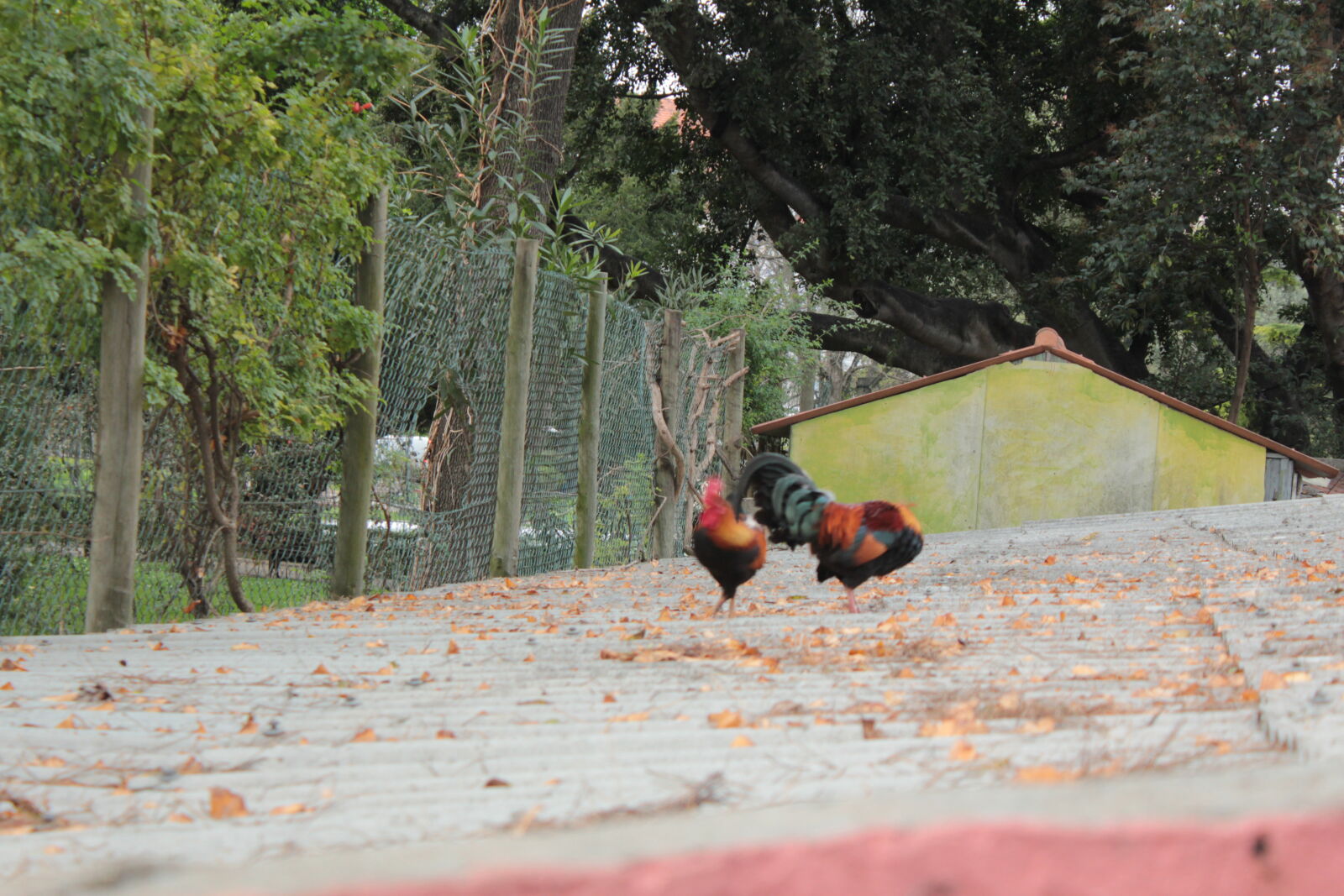 Canon EOS 550D (EOS Rebel T2i / EOS Kiss X4) sample photo. Roosters photography
