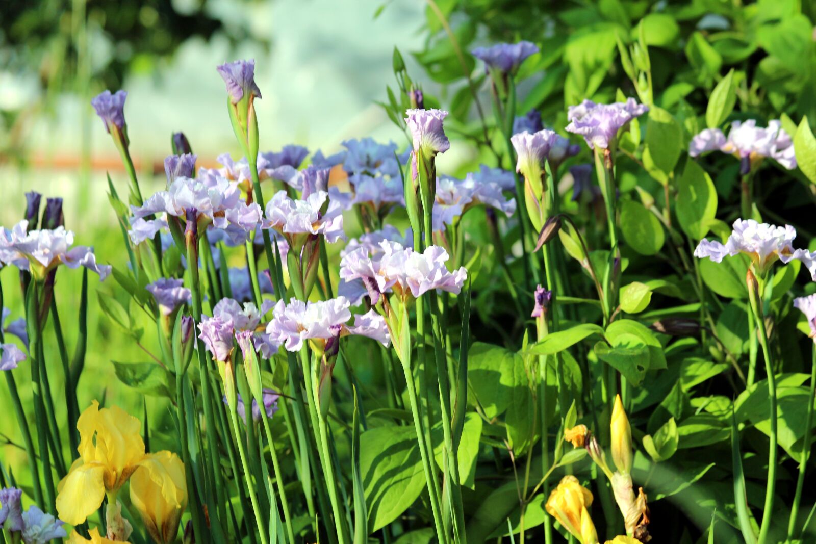 Canon EOS 650D (EOS Rebel T4i / EOS Kiss X6i) sample photo. Irises, flowers, spring flowers photography