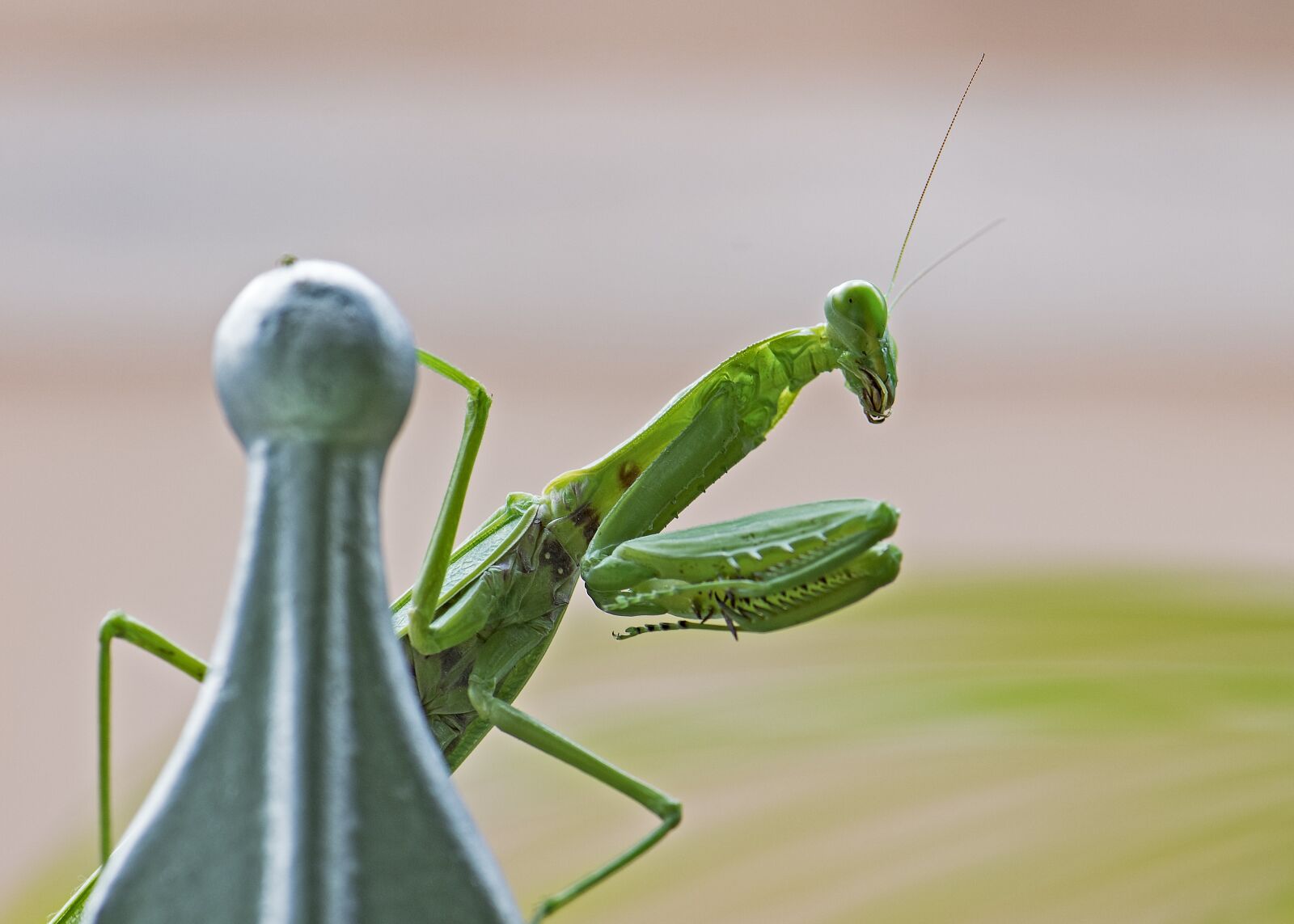 Nikon D5 sample photo. Praying mantis, insect, green photography
